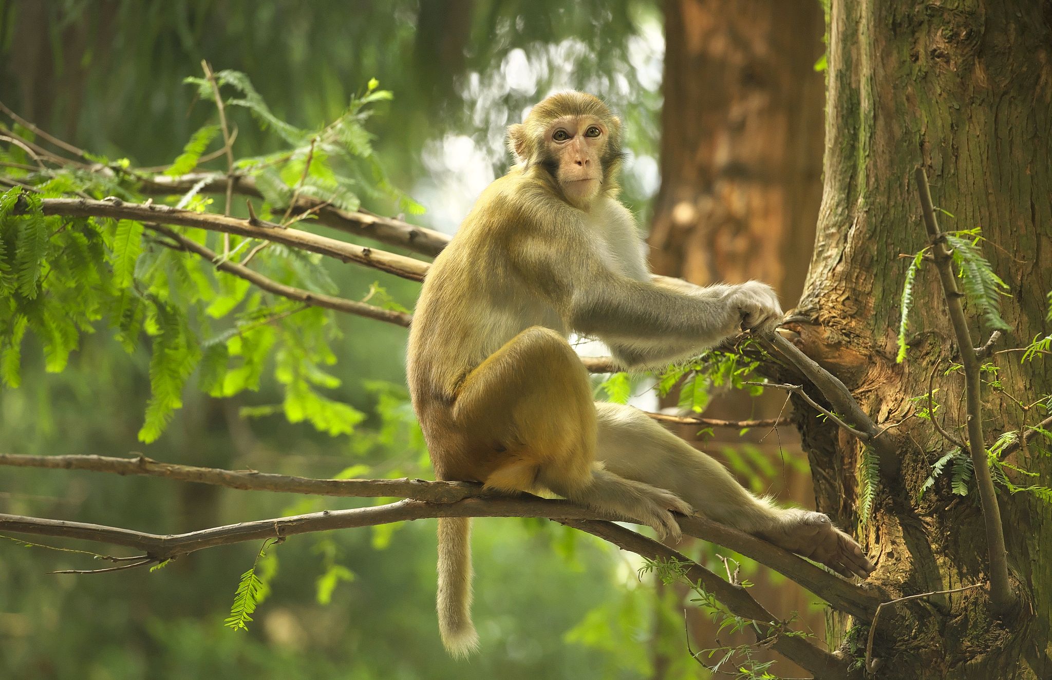 2026年生肖猴女运势(2026年生肖猴运势大全完整版)