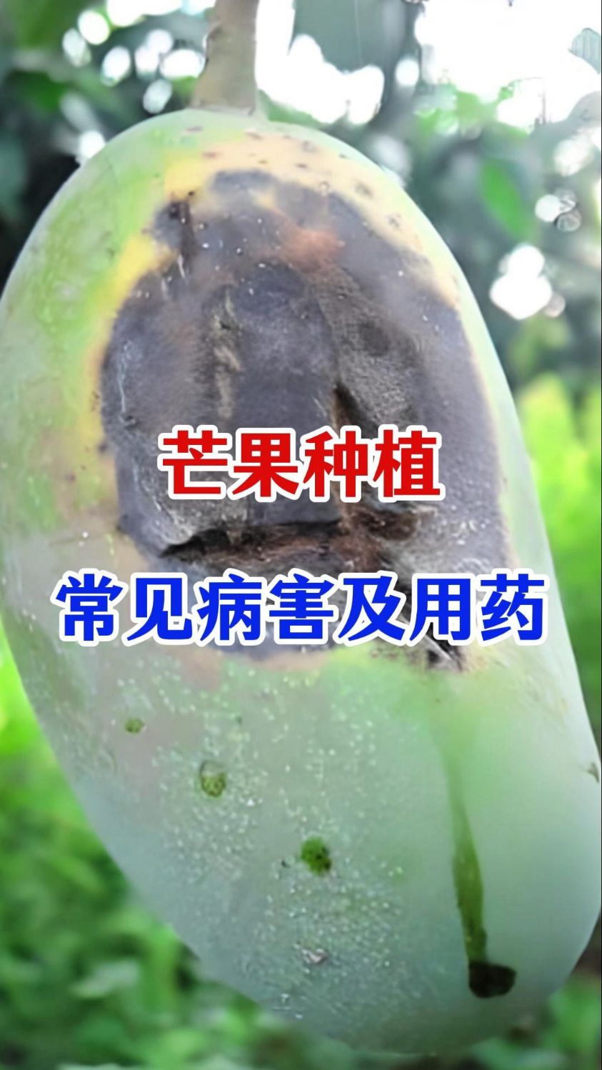 芒果种植常见病害防治