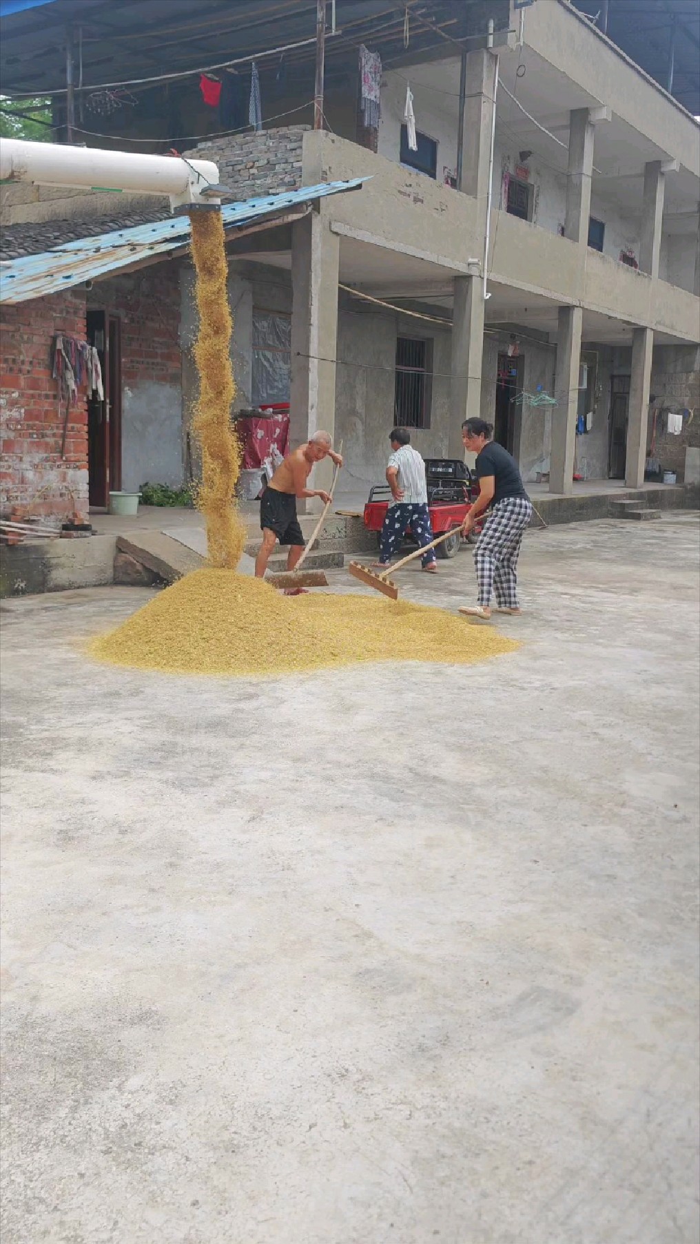 四川农村打谷子的农忙季节
