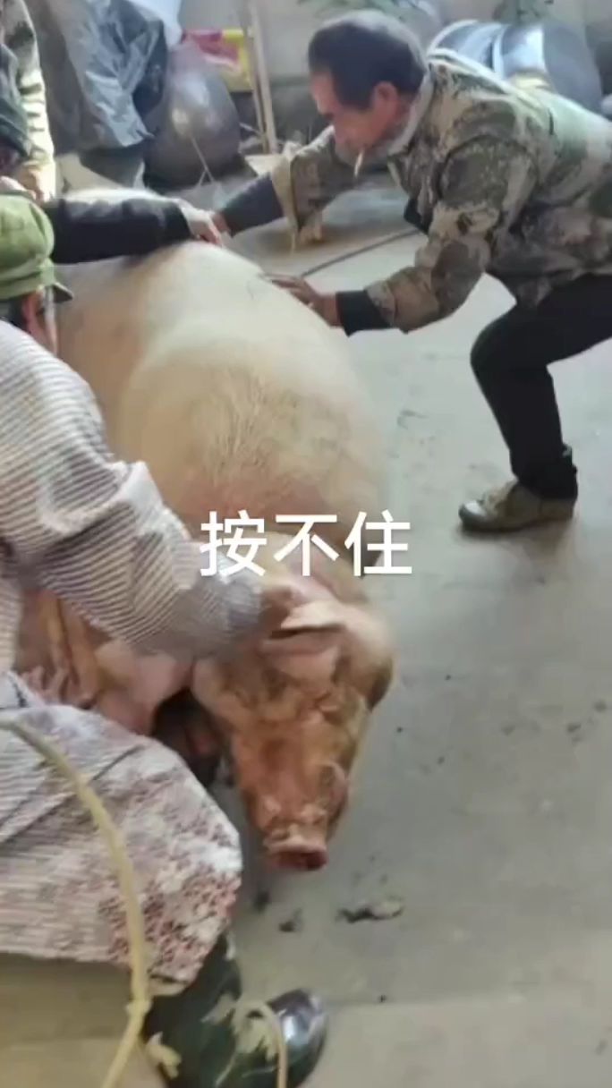 这猪太大按不动