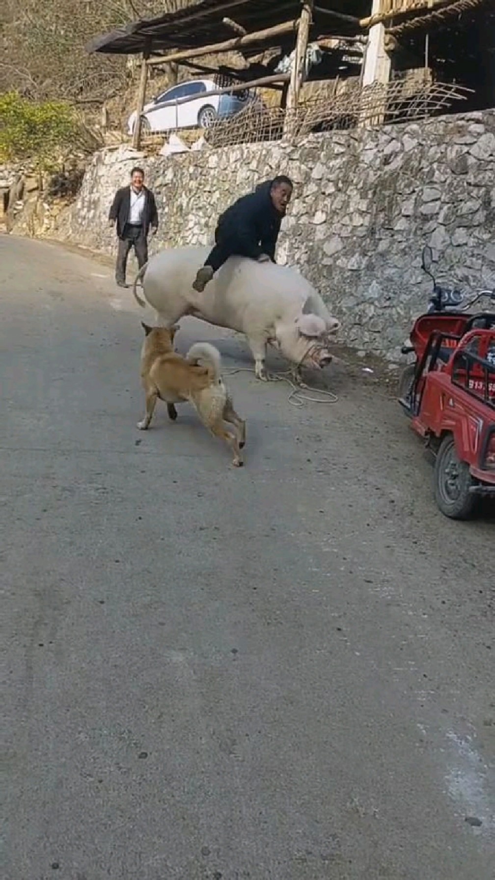 骑猪猛将挺厉害