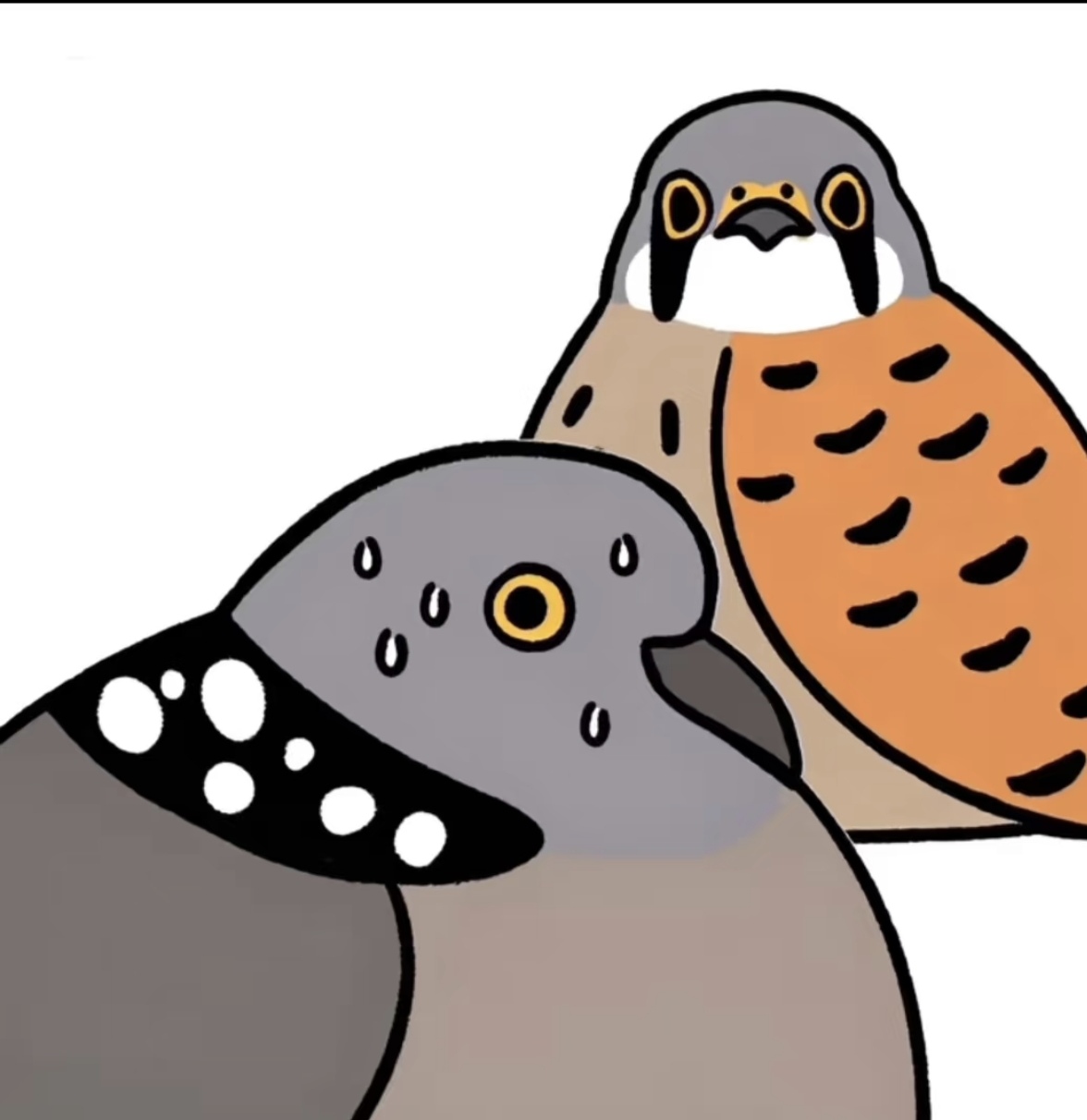 珠颈斑鸠,不是普通的鸟