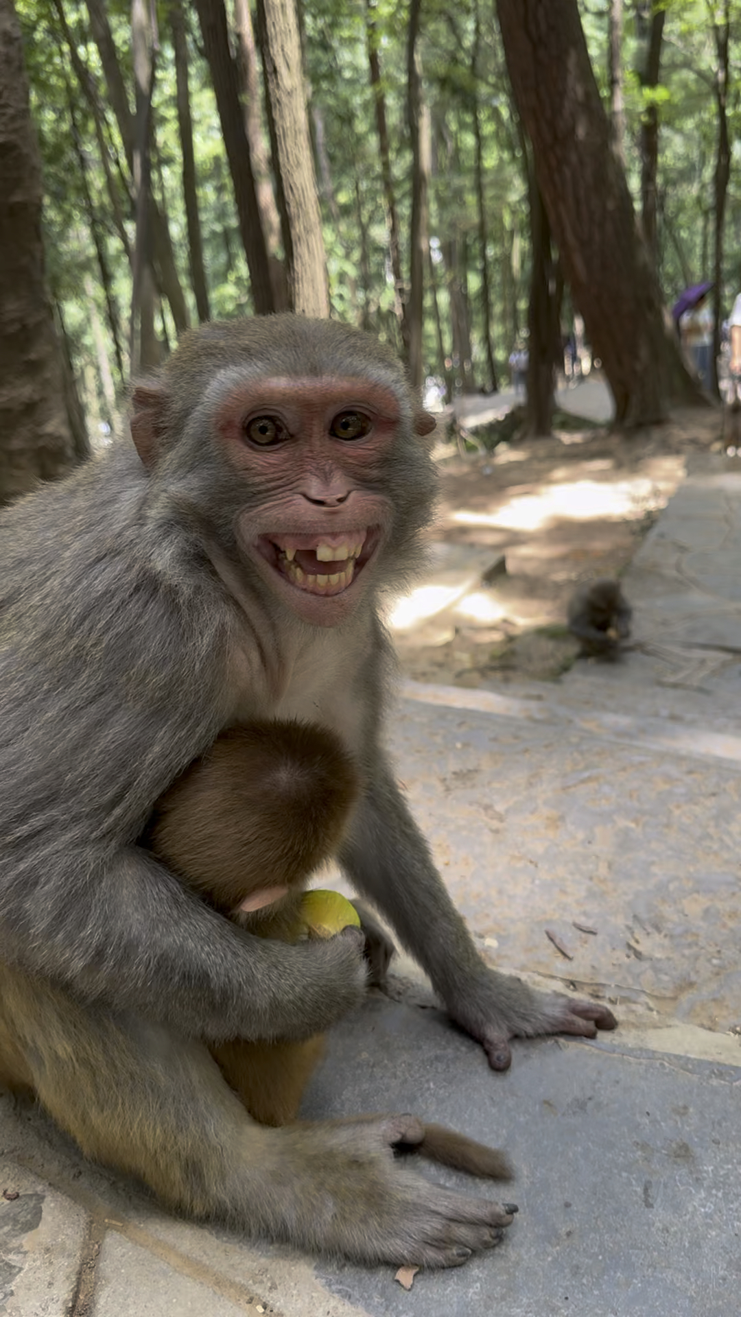 猴子笑的好开心啊