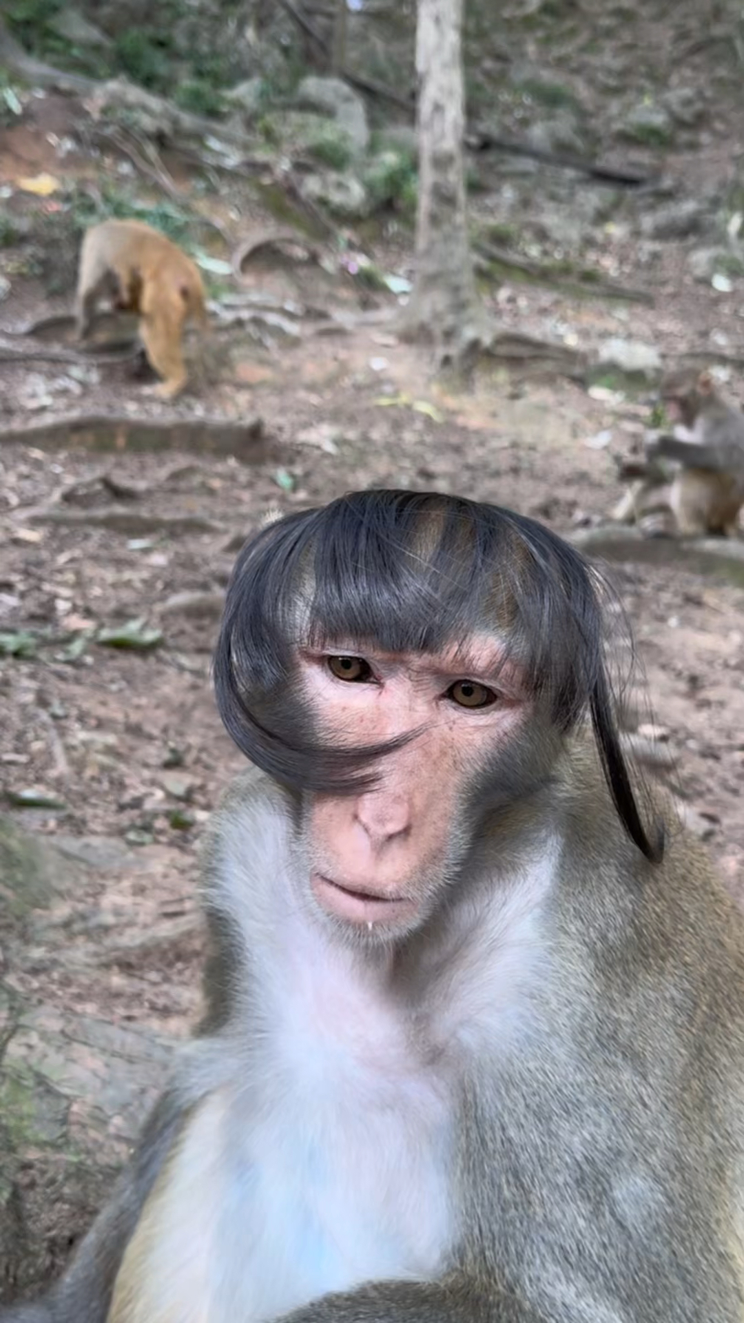 猴子戴上假发好搞笑