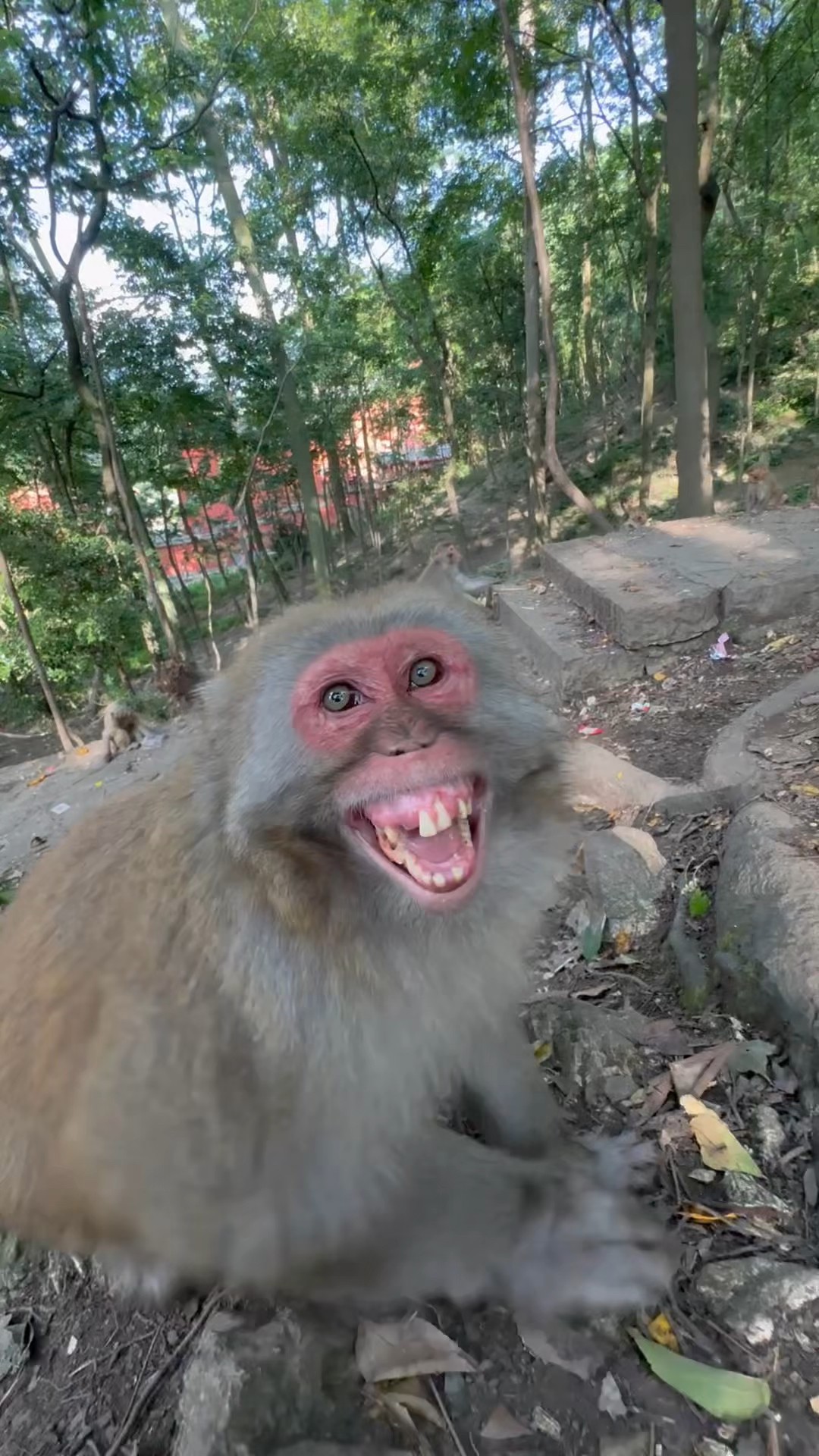 你看猴子笑的多开心