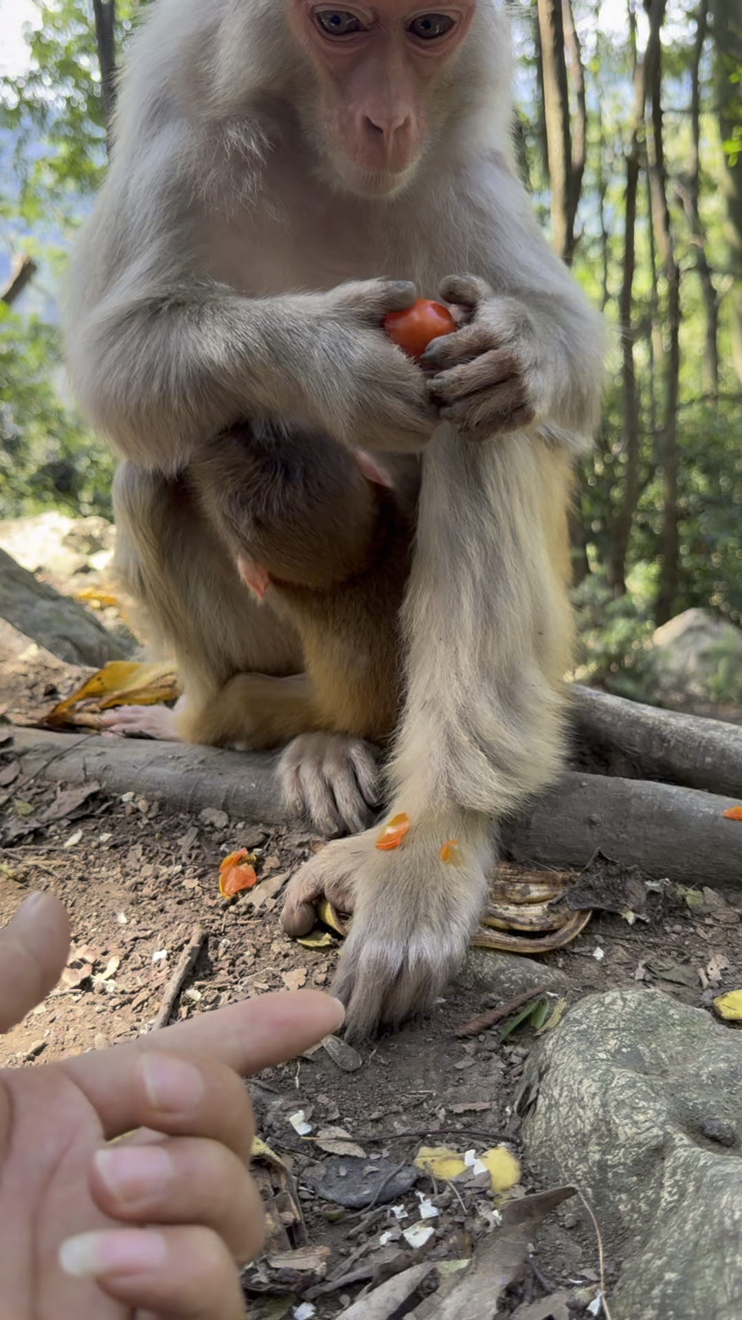 摸一下猴子到脚会怎样