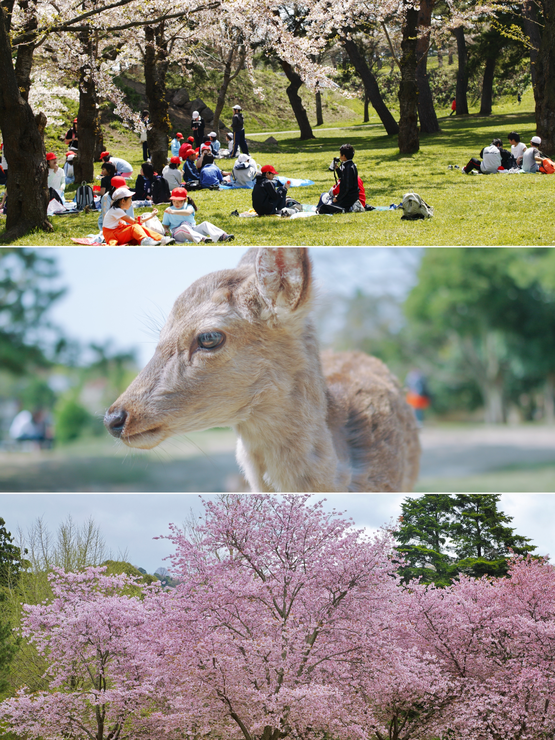 你是否想过,在樱花飘落的瞬间能同时与历史交谈?