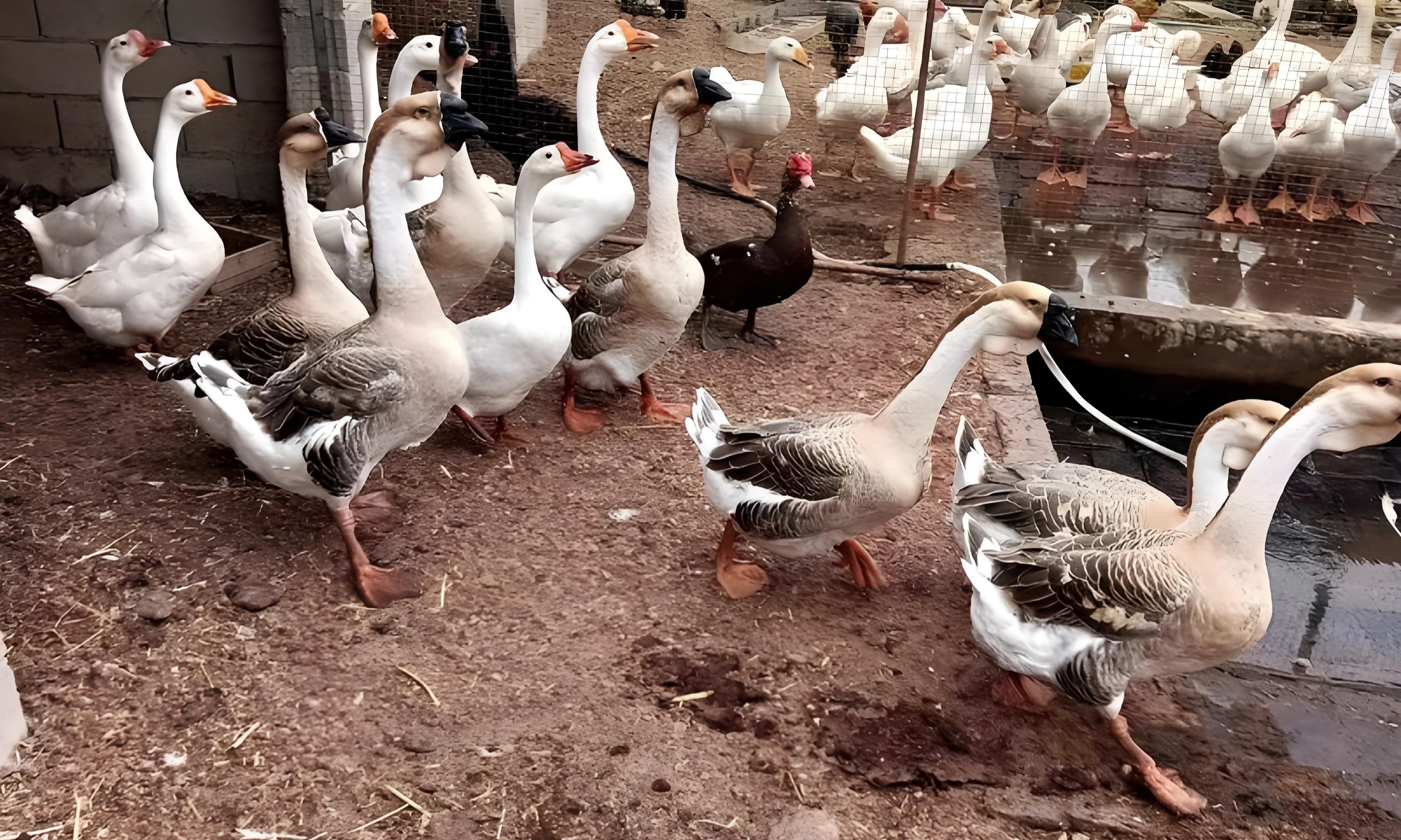 个人独居:农家养鹅方法,大鹅能够看家护院,驱赶猛禽殴打黄皮子
