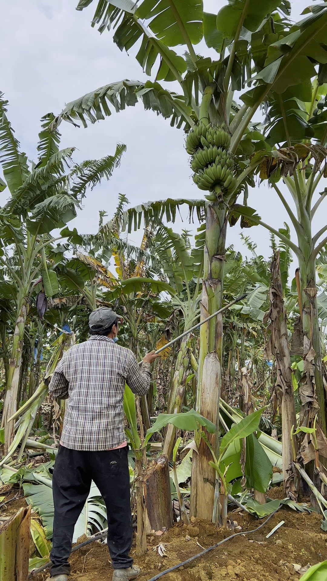 怕催熟剂?广西西贡蕉自然放熟,无添加全家爱!