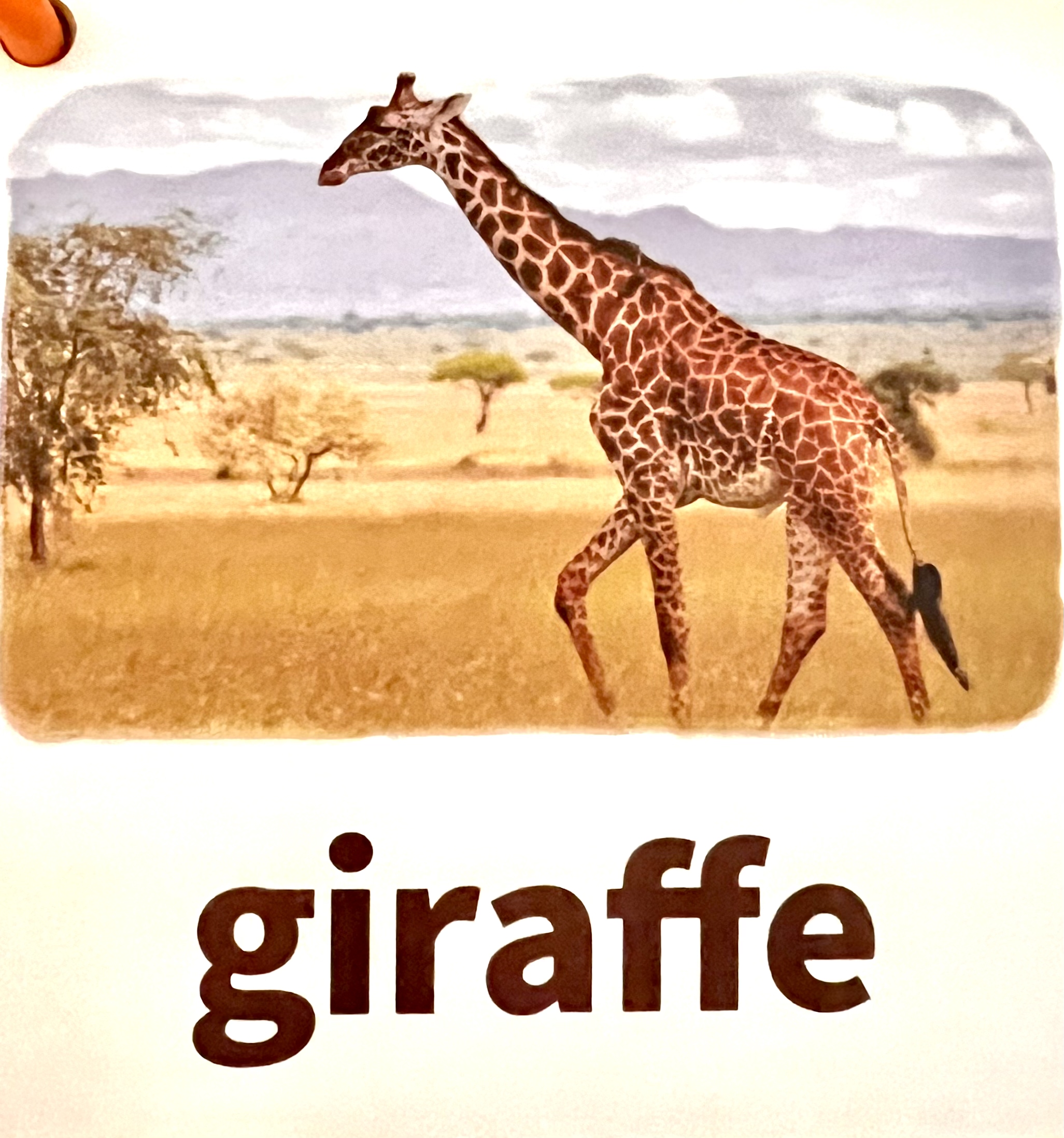 长颈鹿在广袤的草原上行走的场景,背景是典型的非洲稀树草原风光,有