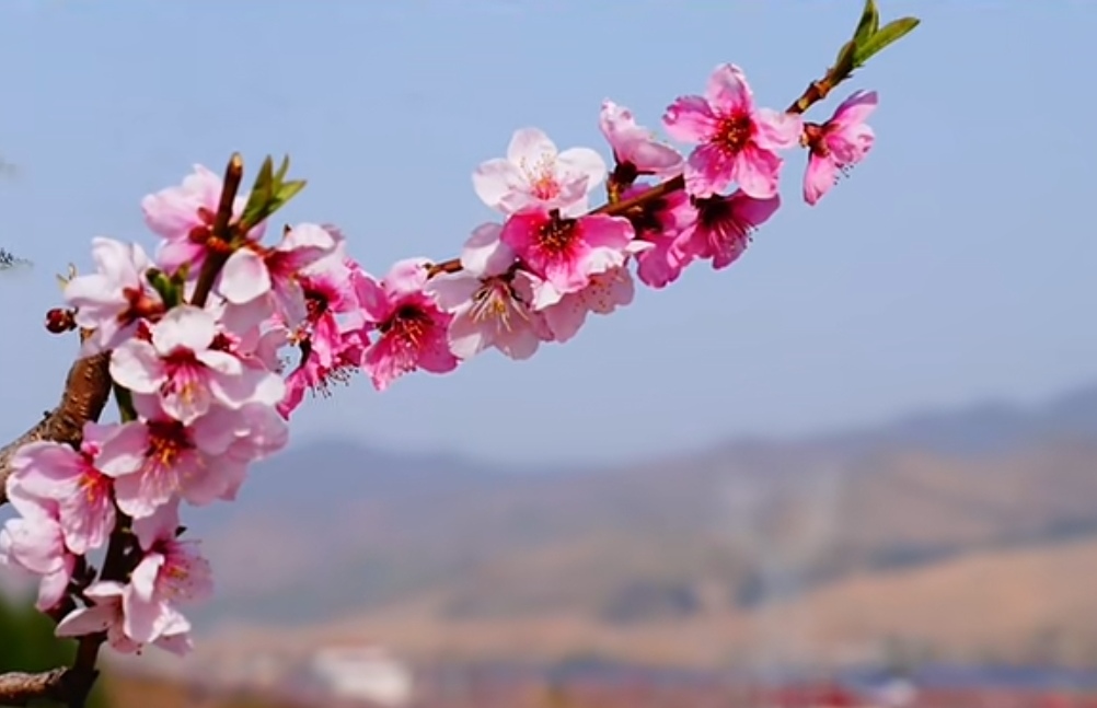 辽宁丹东河口桃花最佳观赏期即将来临!