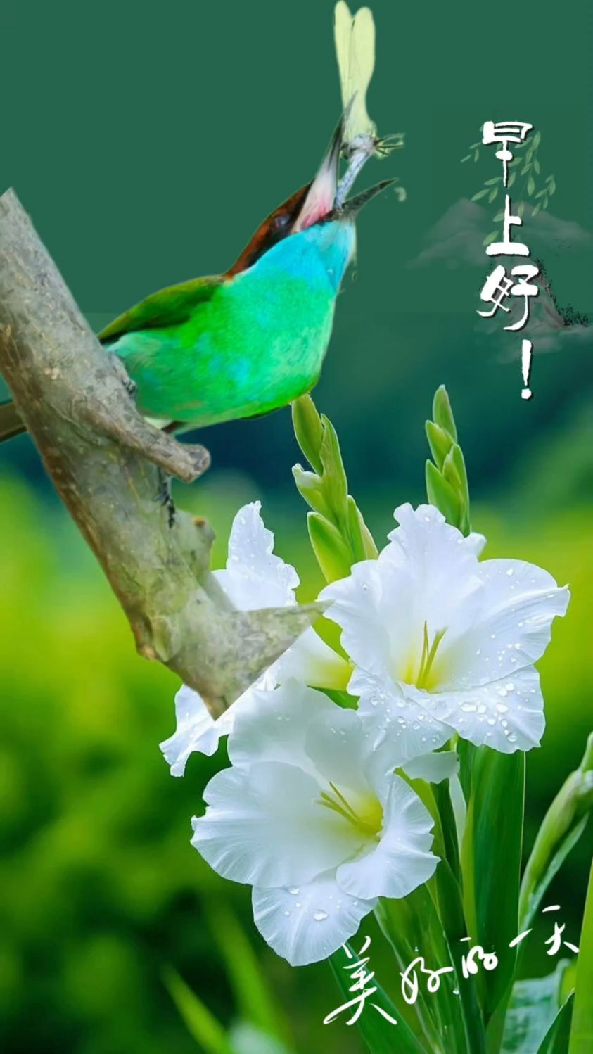 早上好!最美的一天