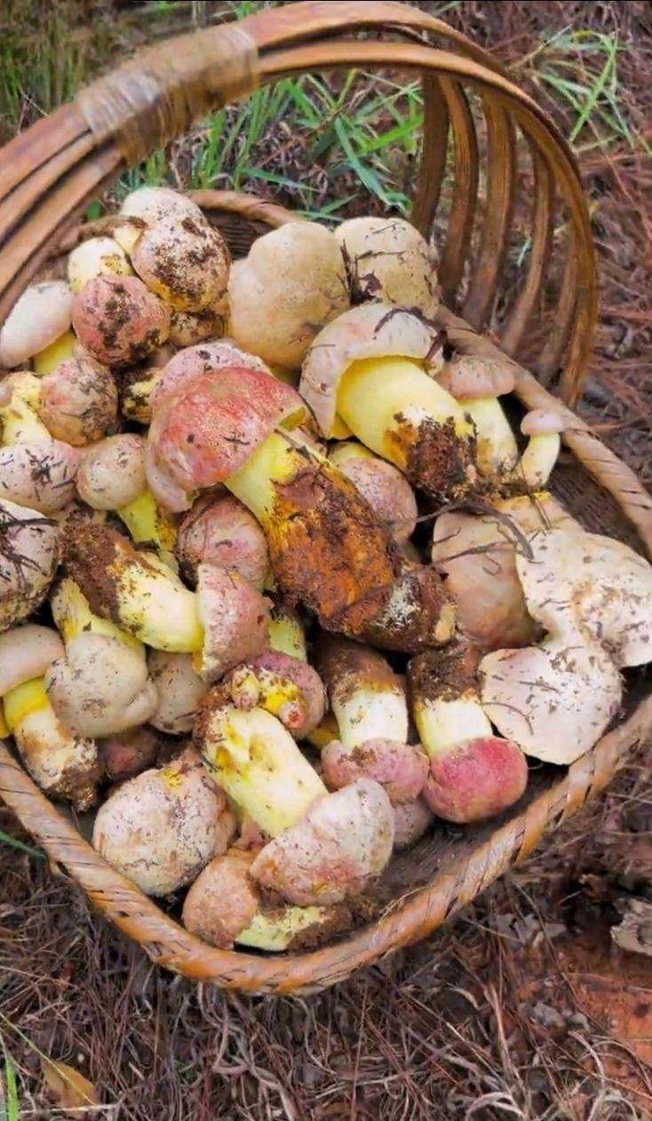 城食有好味# 云南特色美食之一野味山珍野生菌