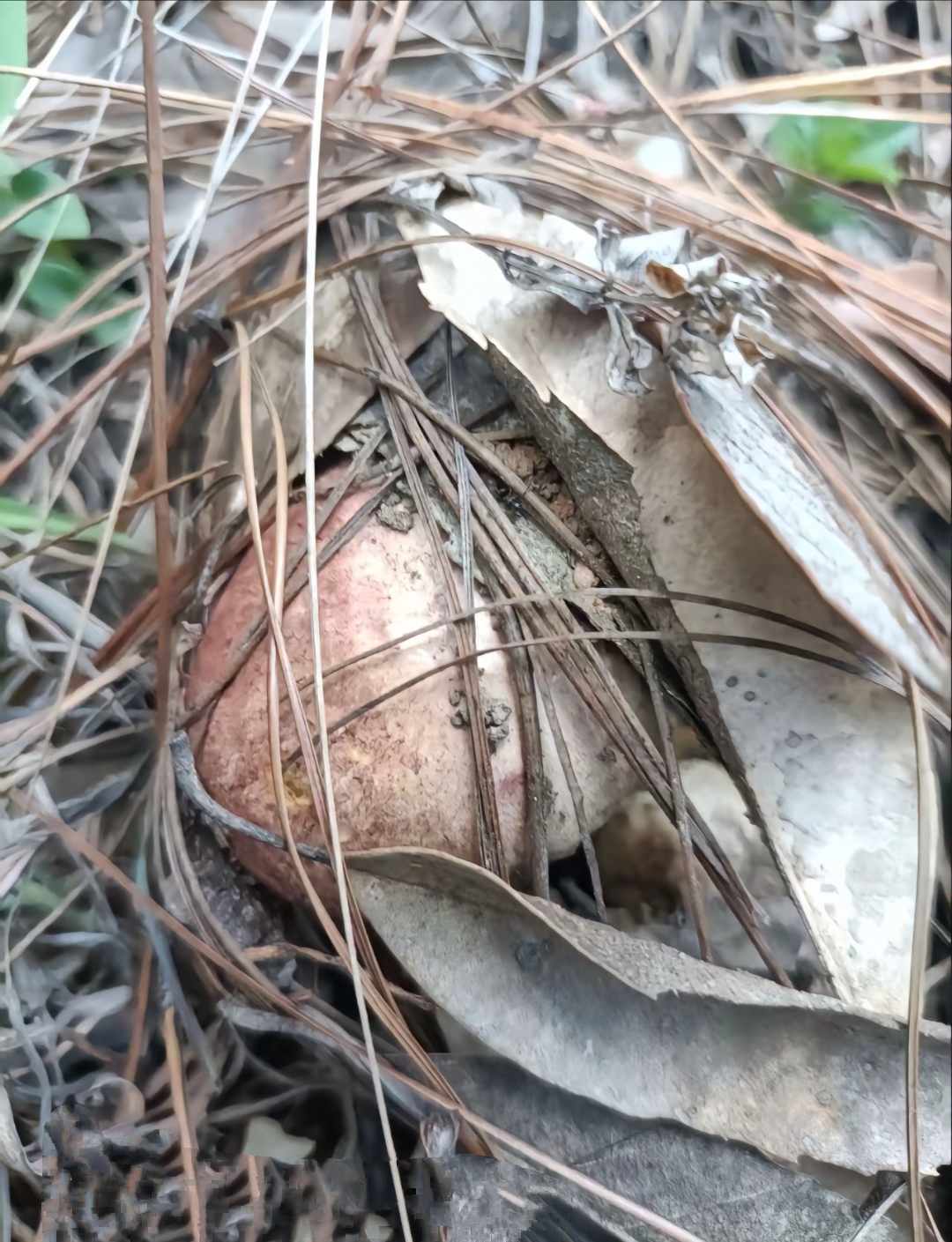 城食有好味# 云南特色山珍美食之一野生菌