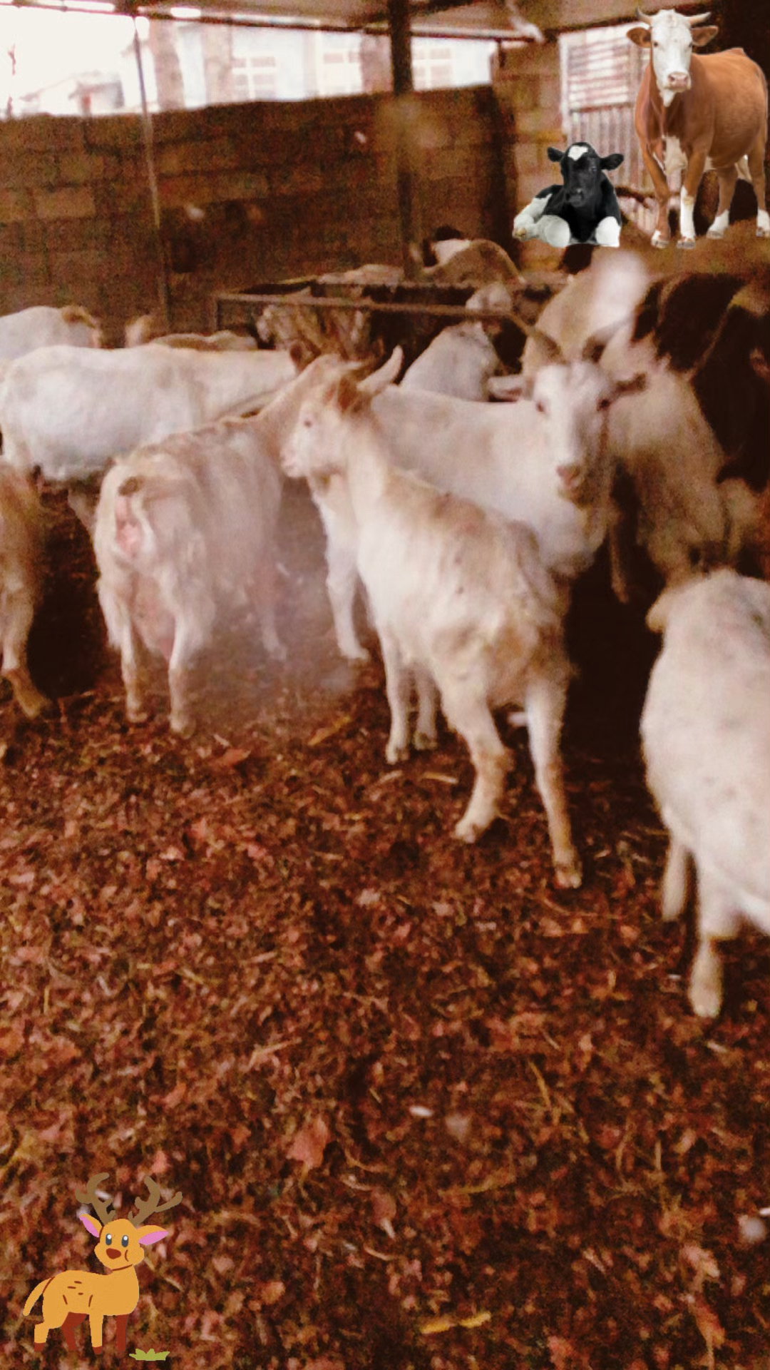 沂蒙山跑山的青山羊