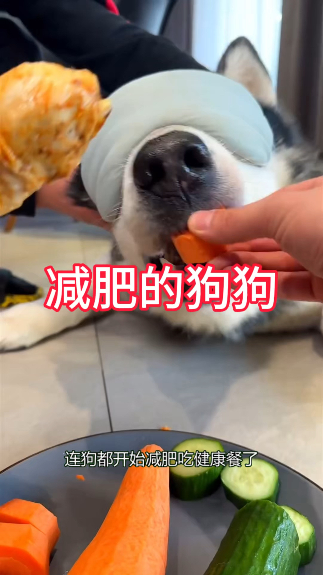 减肥的狗狗开始吃健康餐了,你计划瘦多少斤呢