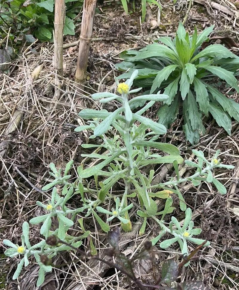 可食可药的鼠曲草