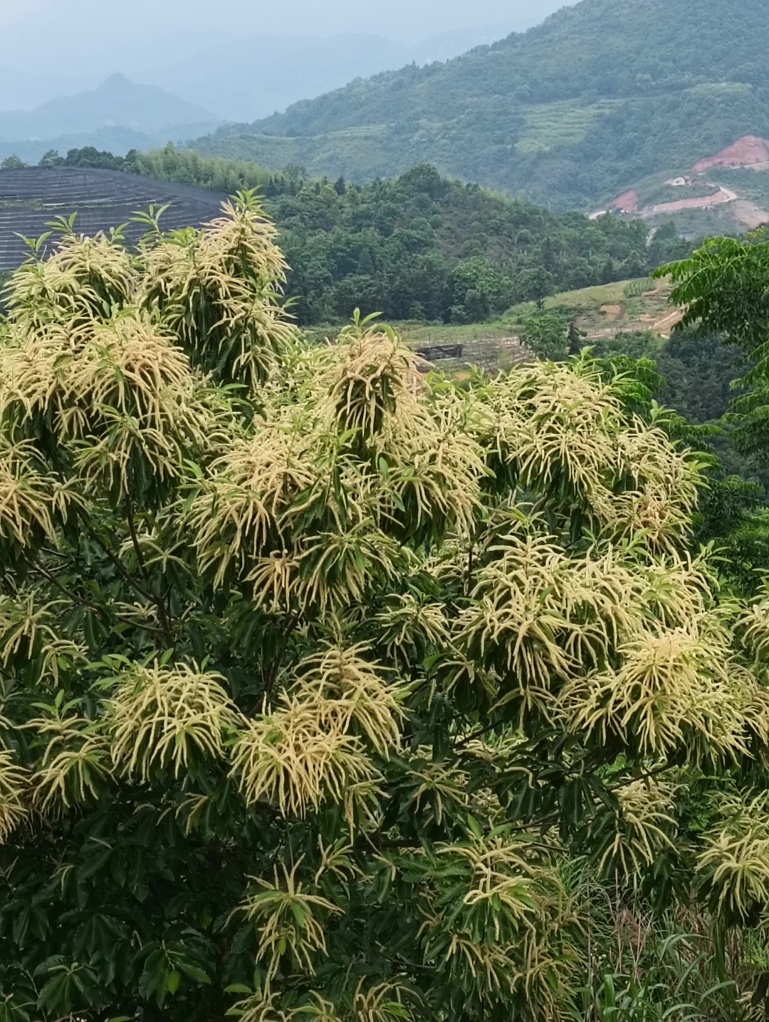 树上长粮的板栗树