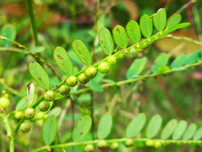叶片叶下齐整整 雌雄同株授花粉 果实圆形熟后红 淡香微甜可食用 全草