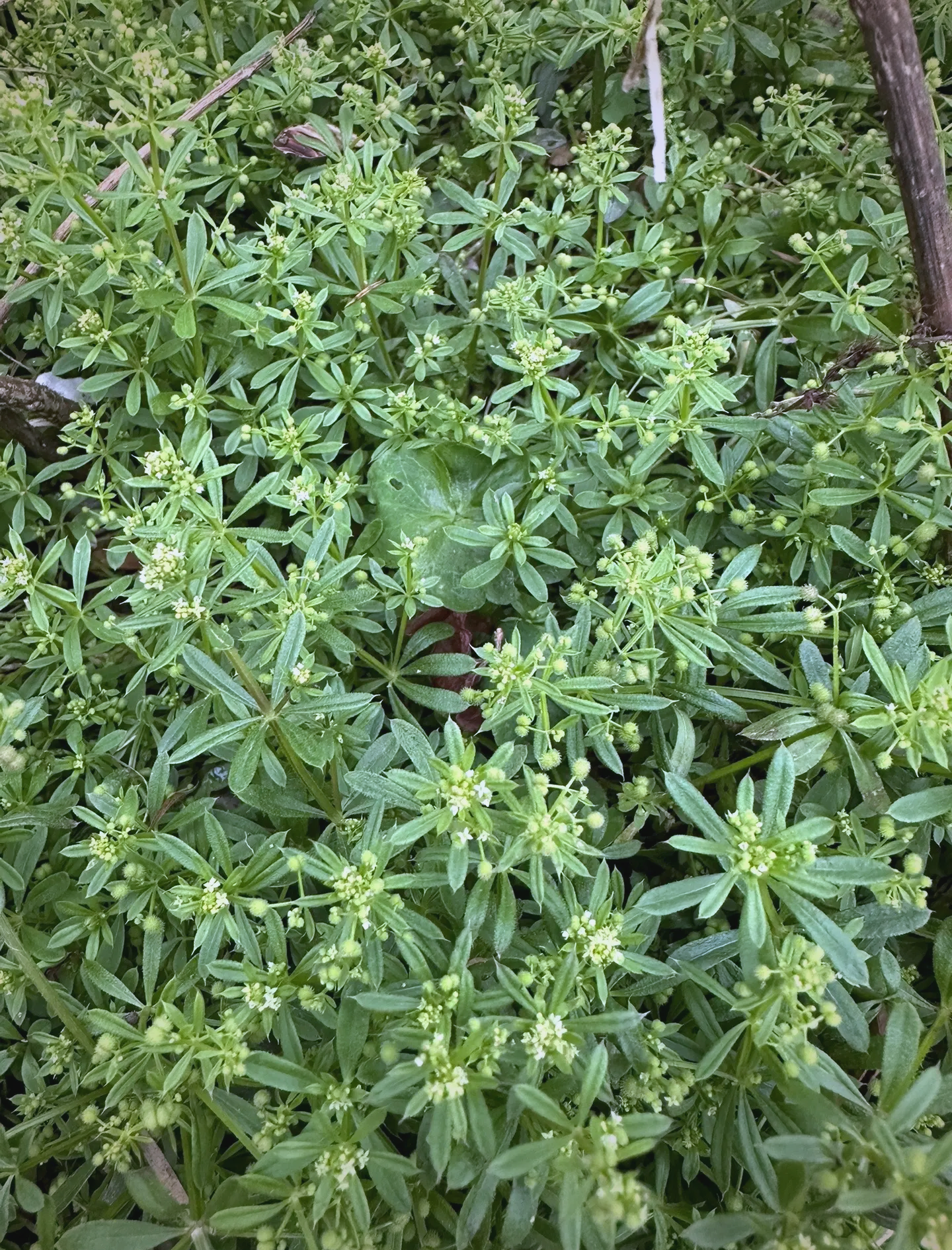 春日赏花时# 神奇的自然界植物,猪殃殃 一年草本猪殃殃 春天生长荡Ζ