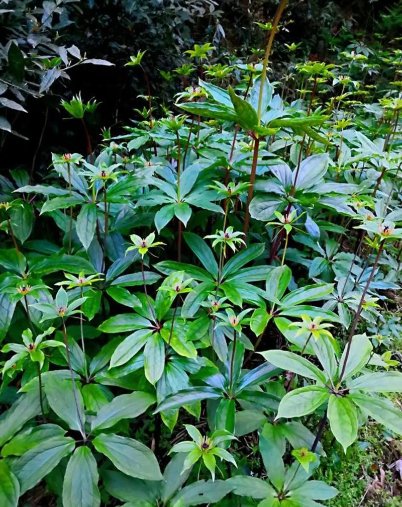 春日赏花时#七片叶子一枝花多年草本藜芦科生长山坡阴湿地亭亭玉立春