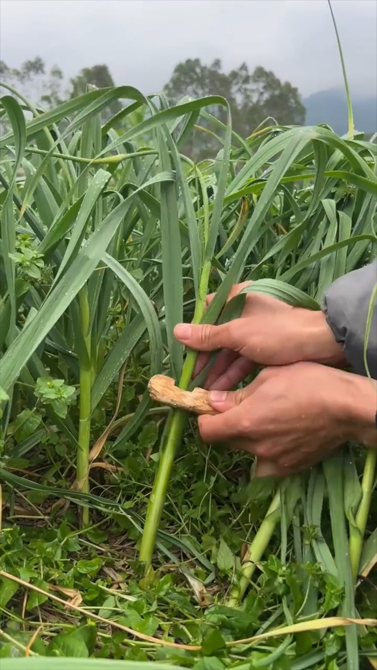 抽蒜苔,是不是全国都这样操作?