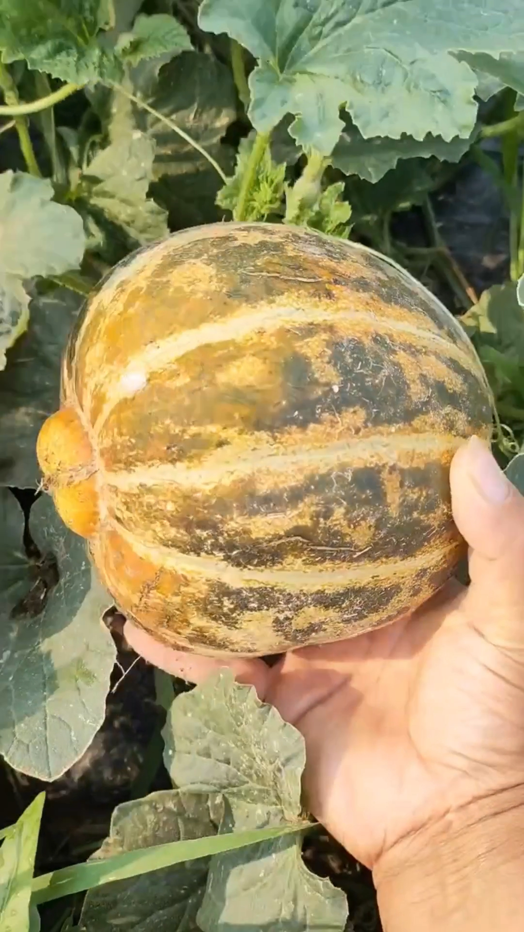 河南老面瓜,香气扑鼻,不甜,吃着还有点噎人,你小时候吃过吗?