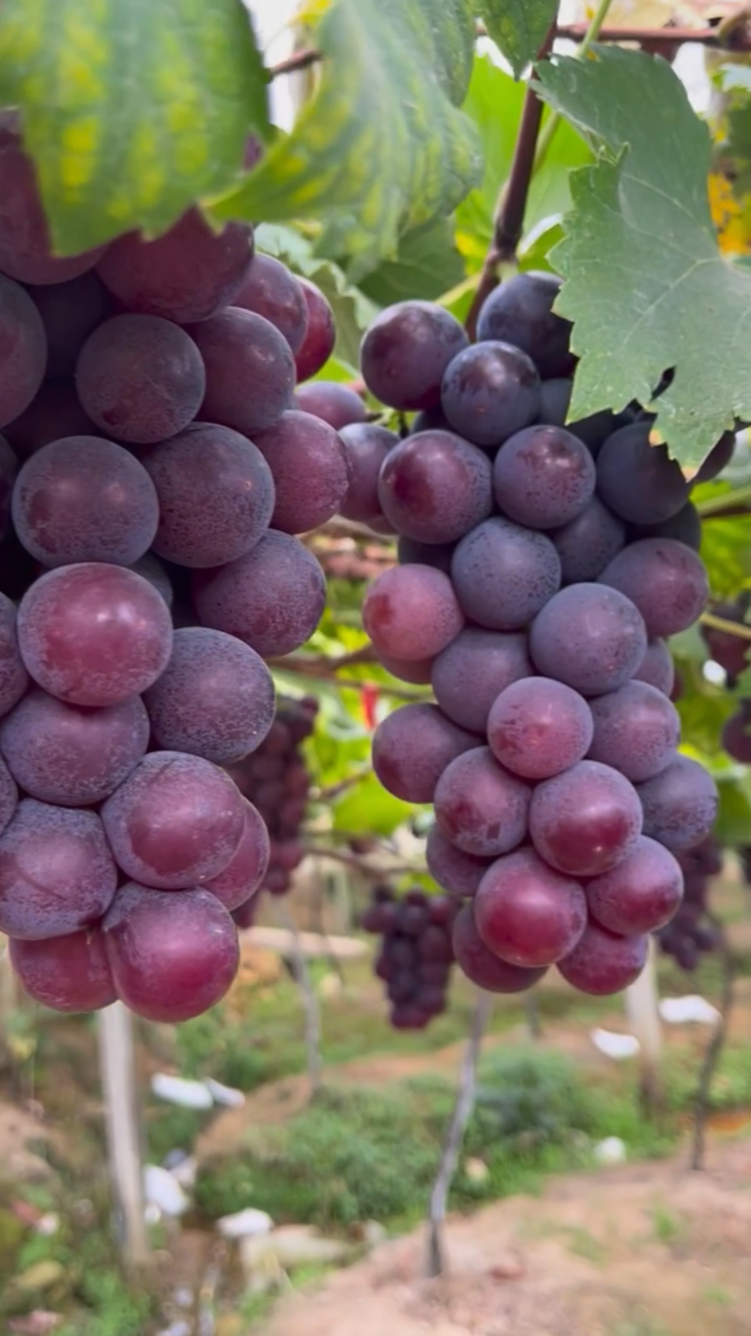 树上自然成熟的巨峰葡萄,皮薄肉多,吃着酸甜可口,真过瘾