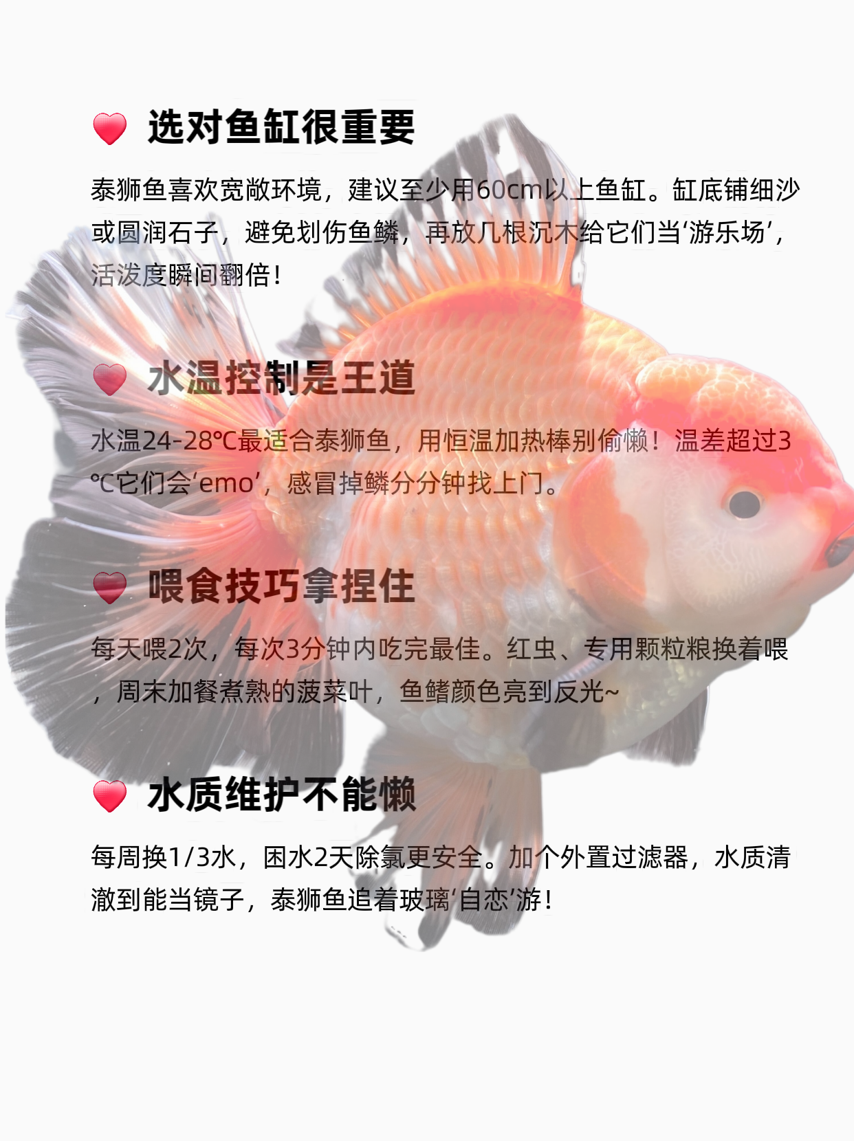 泰狮鱼全攻略