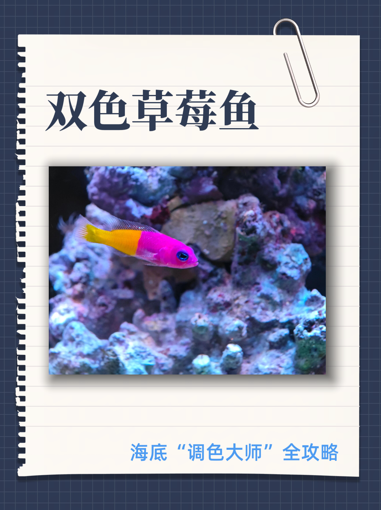 双色草莓鱼养护指南