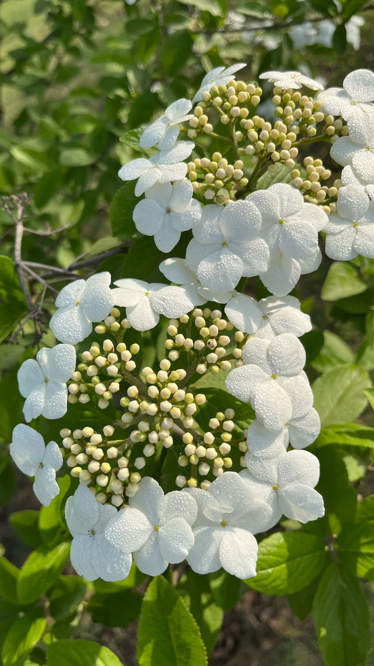 花花世界之:琼花,琼花(viburnum keteleericarrire)