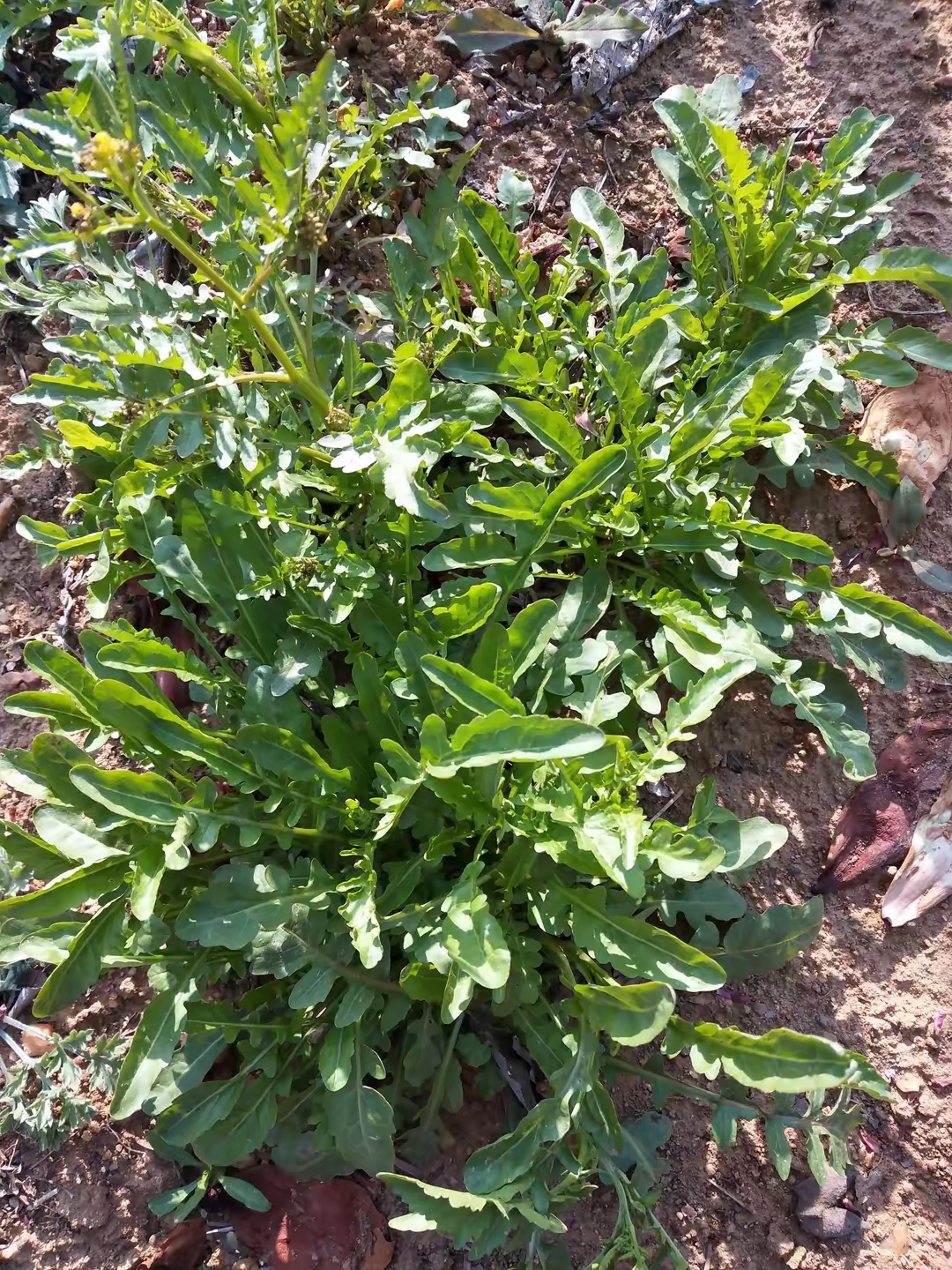 冬日暖阳下一片鲜嫩的野菜蓬勃生长在泥土之中
