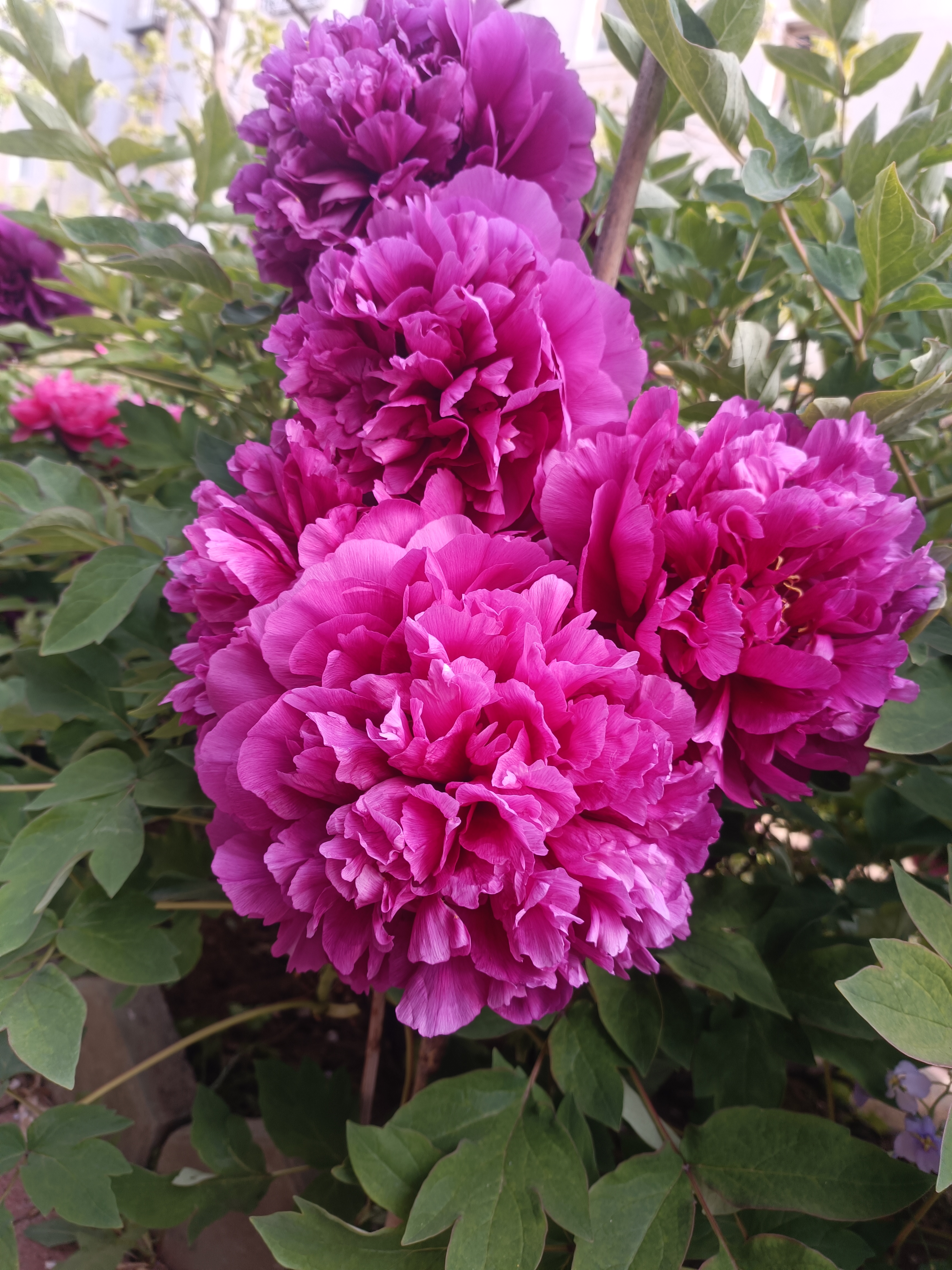 芍药承春宠而开花容绰约色香韵俱佳