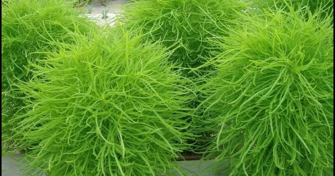 8月使劲吃这菜,农村遍地都是,对抗尿酸,还护眼,可