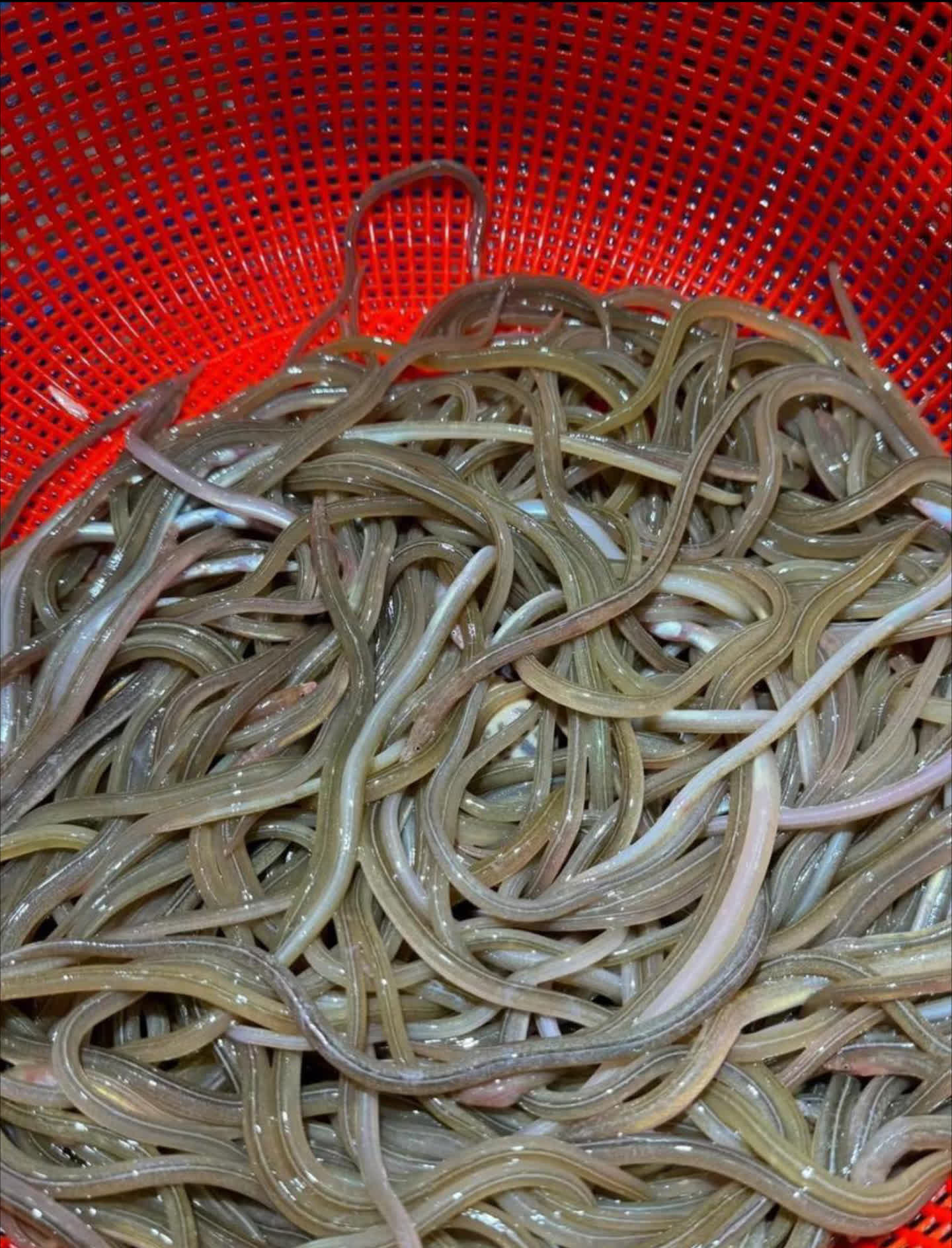 反正今日天气晴好,吾亦无保洁之务,遂于出租屋内意欲尝试此新奇之物