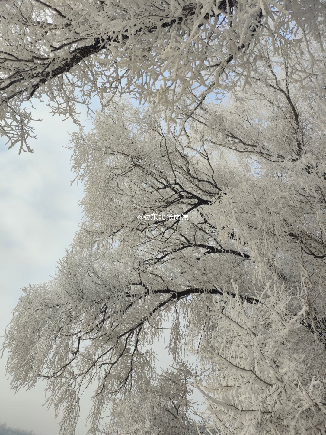 样子东北雾凇图片自然雪景图2025年3月9日密山雾凇吉林松花江雾凇图片