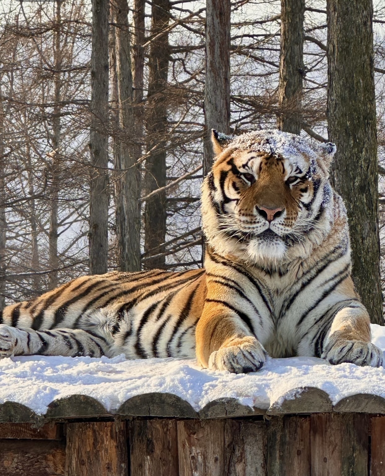 这园子可有 300 多只东北虎呢,猛虎园里还散放着 30 来只