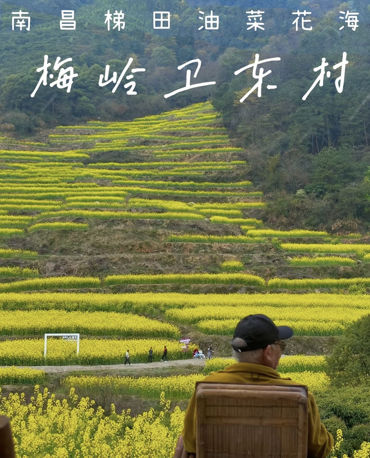 这儿的油菜花可比牛岭村更集中面积那叫一个大
