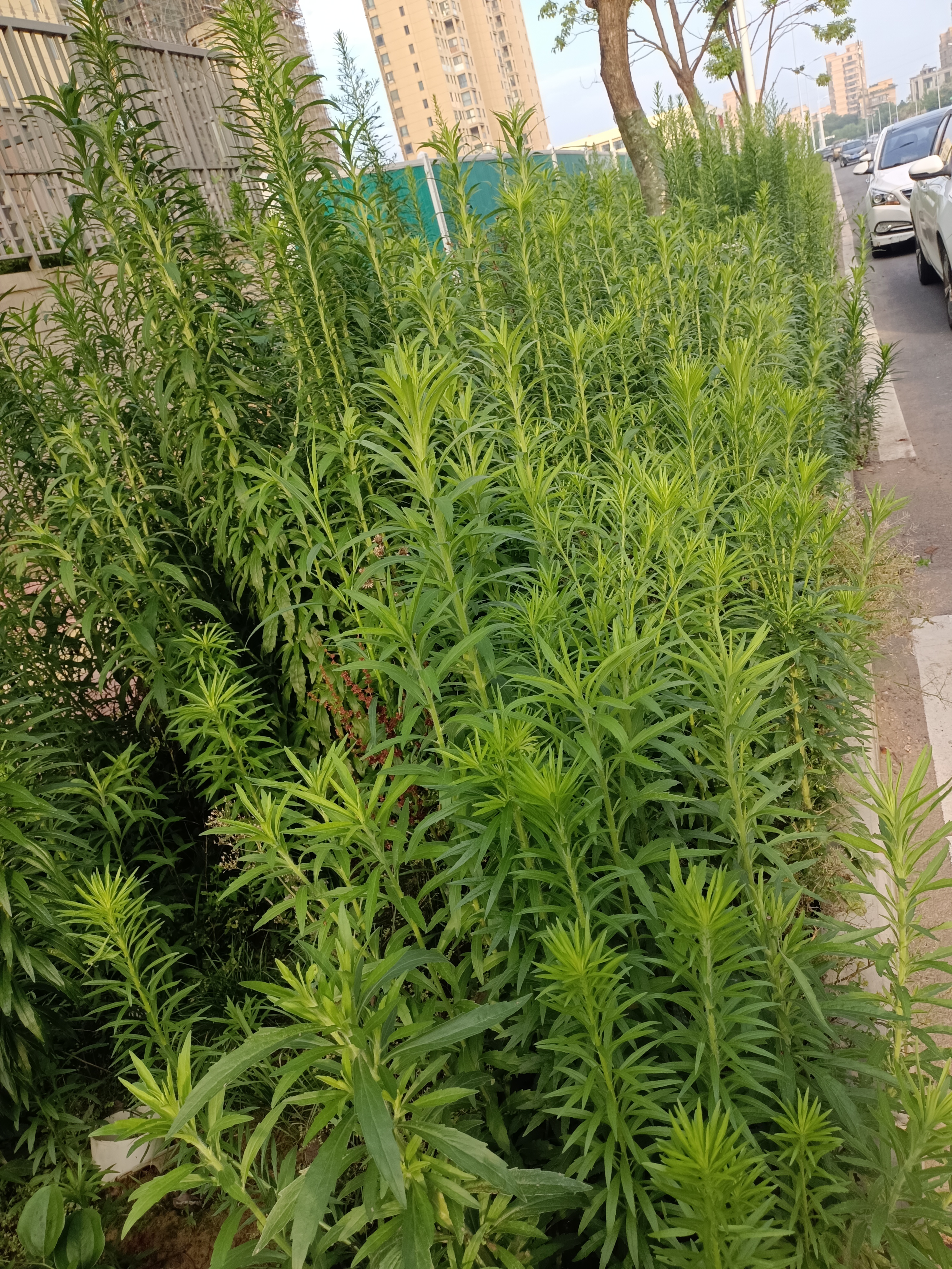 今天在路边发现一丛长得非常鲜嫩的毛蒿,被吸引,停