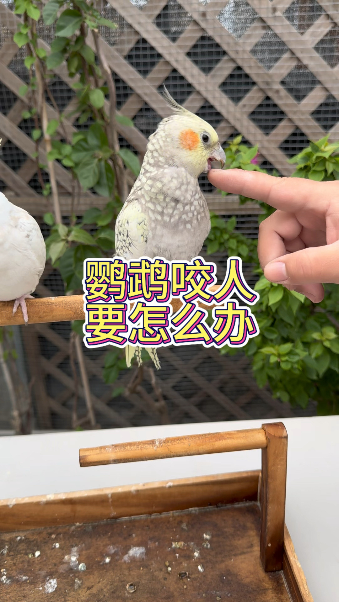 鹦鹉经常咬人,要怎么纠正它