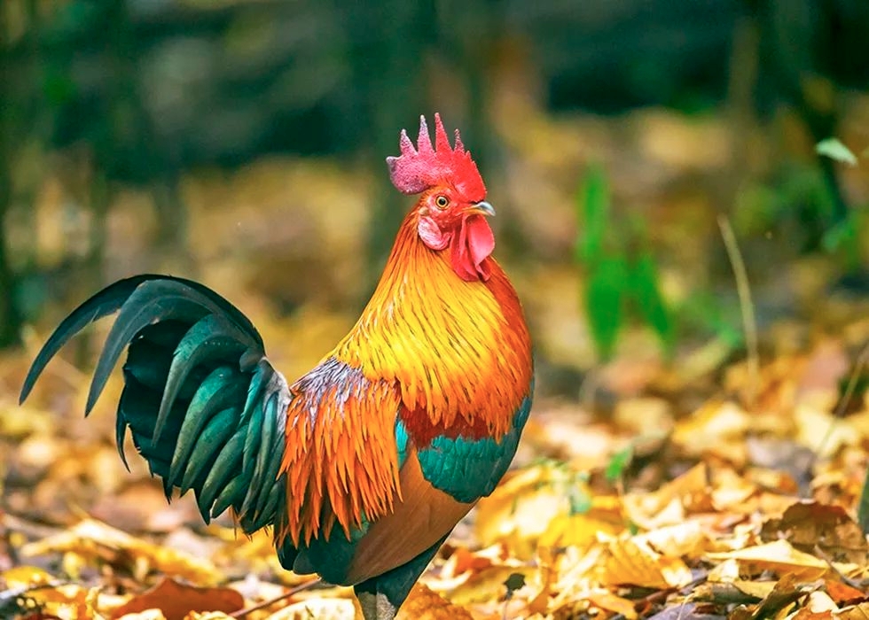 17日生肖鸡运势好吗(17日属相)