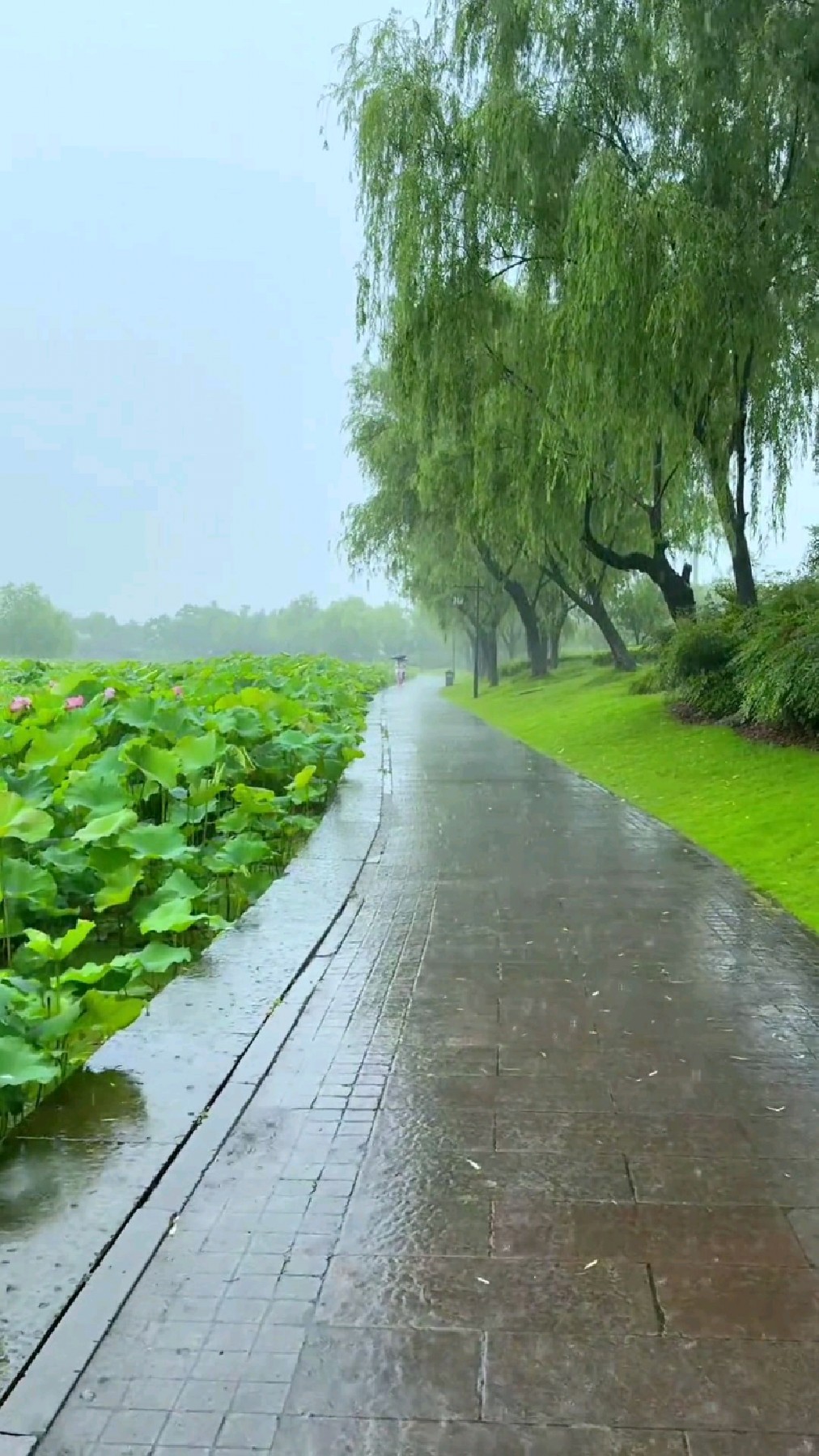 阴雨连绵的天气,像极了我多愁善感的心情
