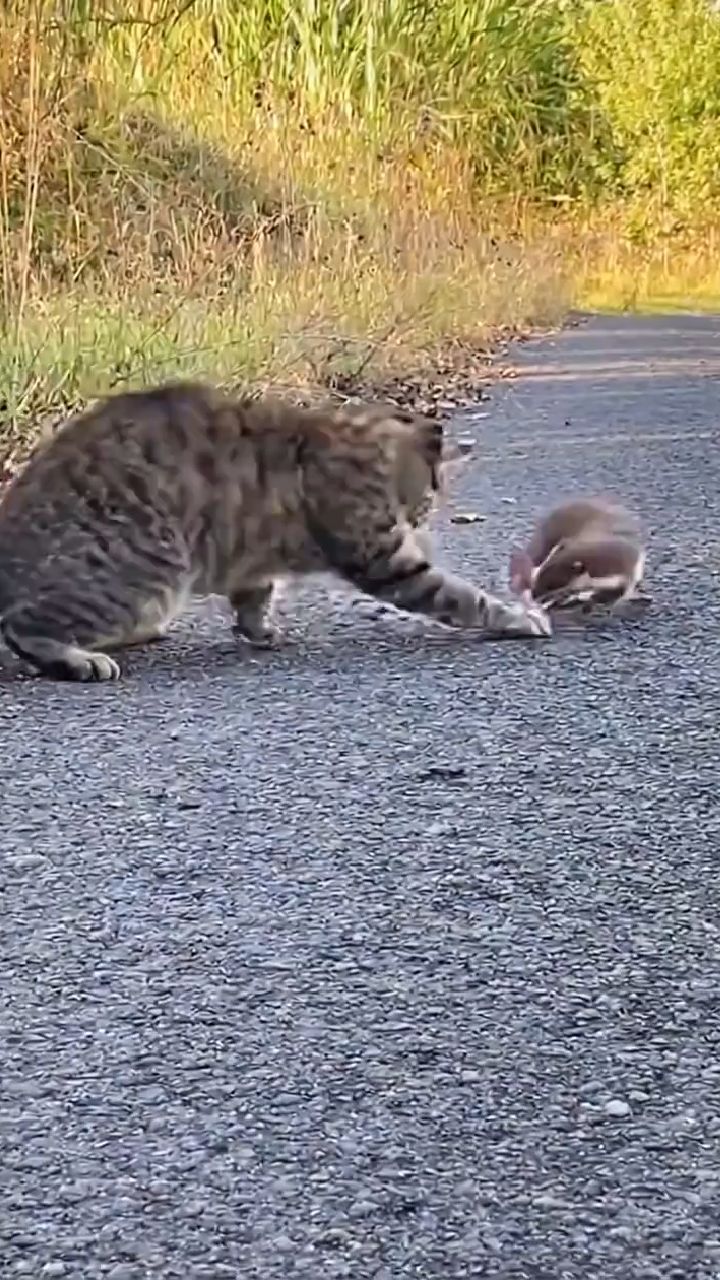 猫为什么打不过黄鼠狼