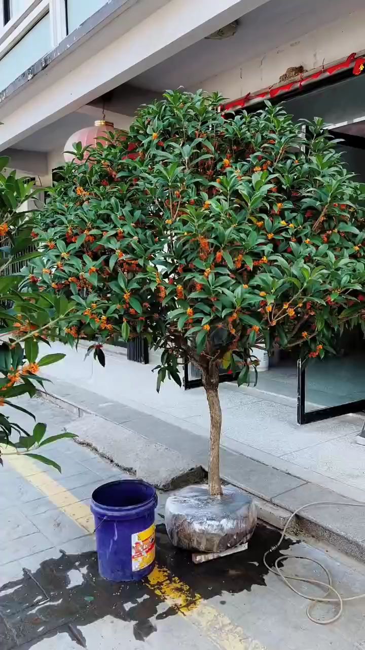 桂花开花浓香型四季常青不落叶适合庭院别墅农家小院绿化栽植