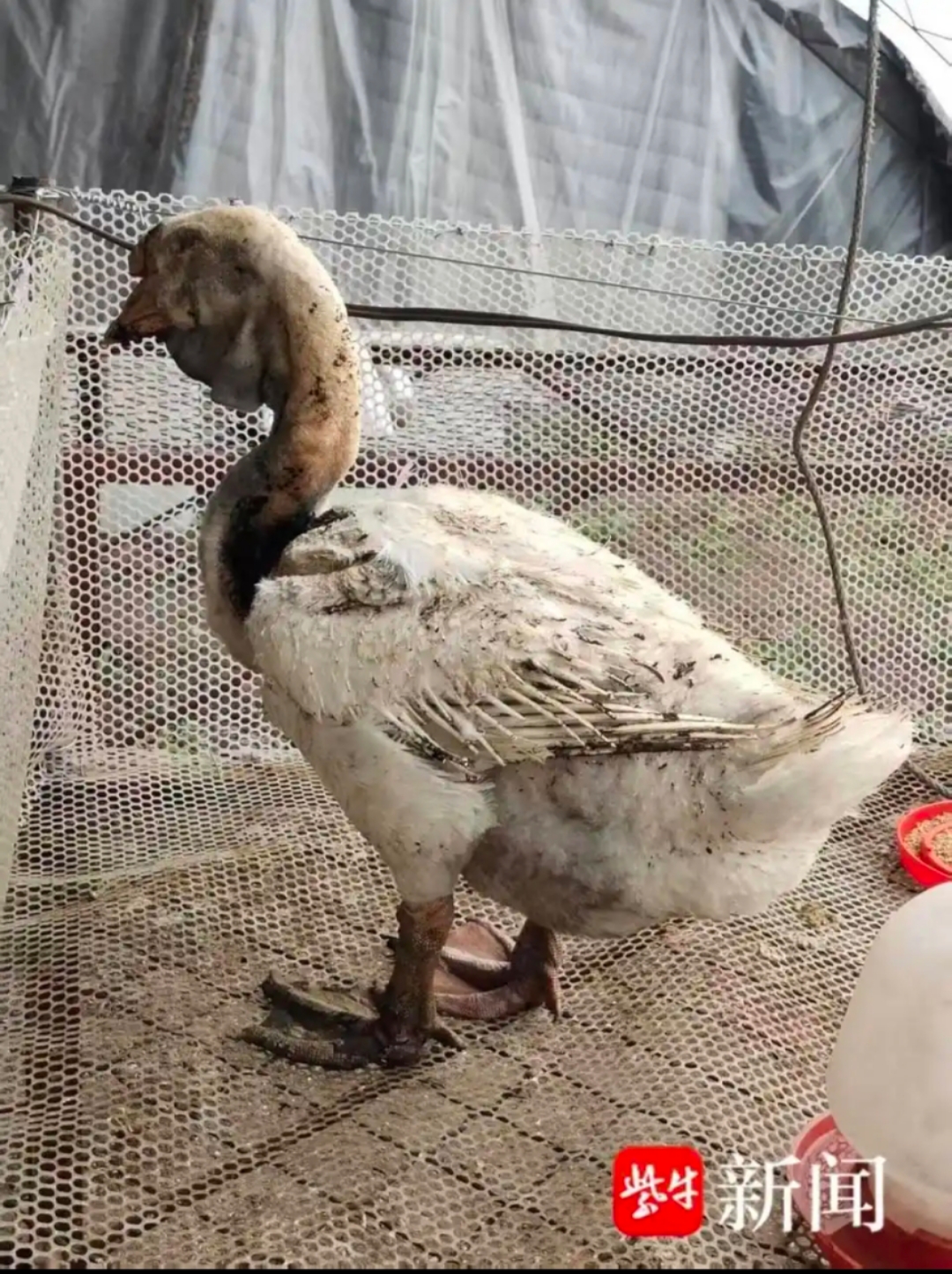 丧生 珍贵红木家具等也烧没了 现场一只严重烧伤的白狮头鹅守着同伴