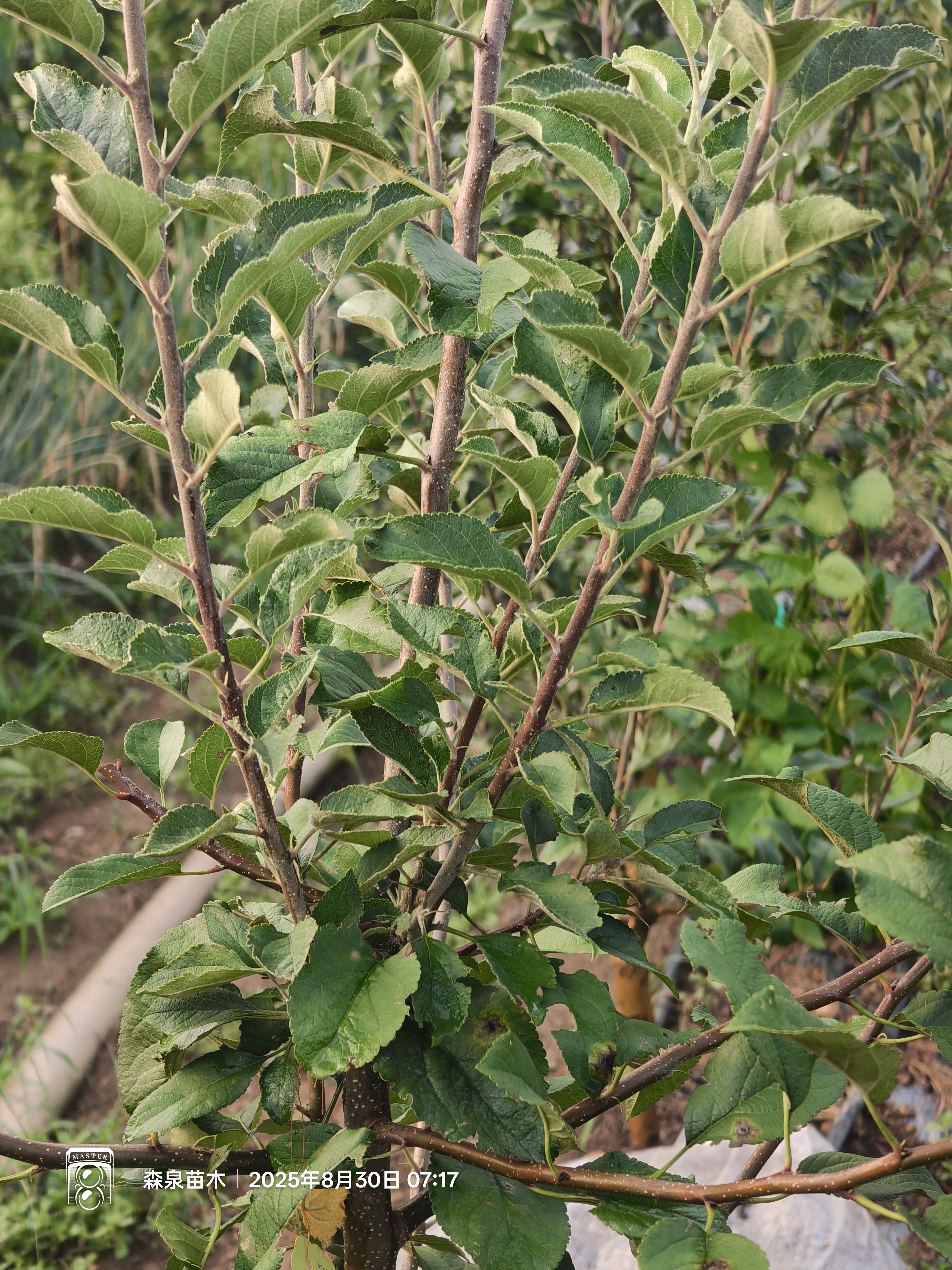 苹果树种植过程中重要的目标是什么,是在第一年就要形成较好的树冠