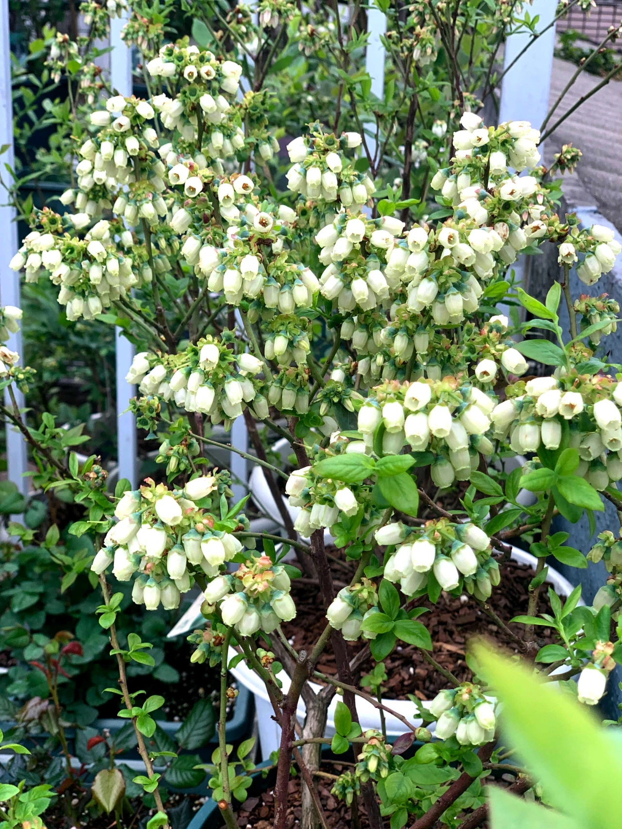 蓝莓开花前合理剪枝疏花才能促高产!