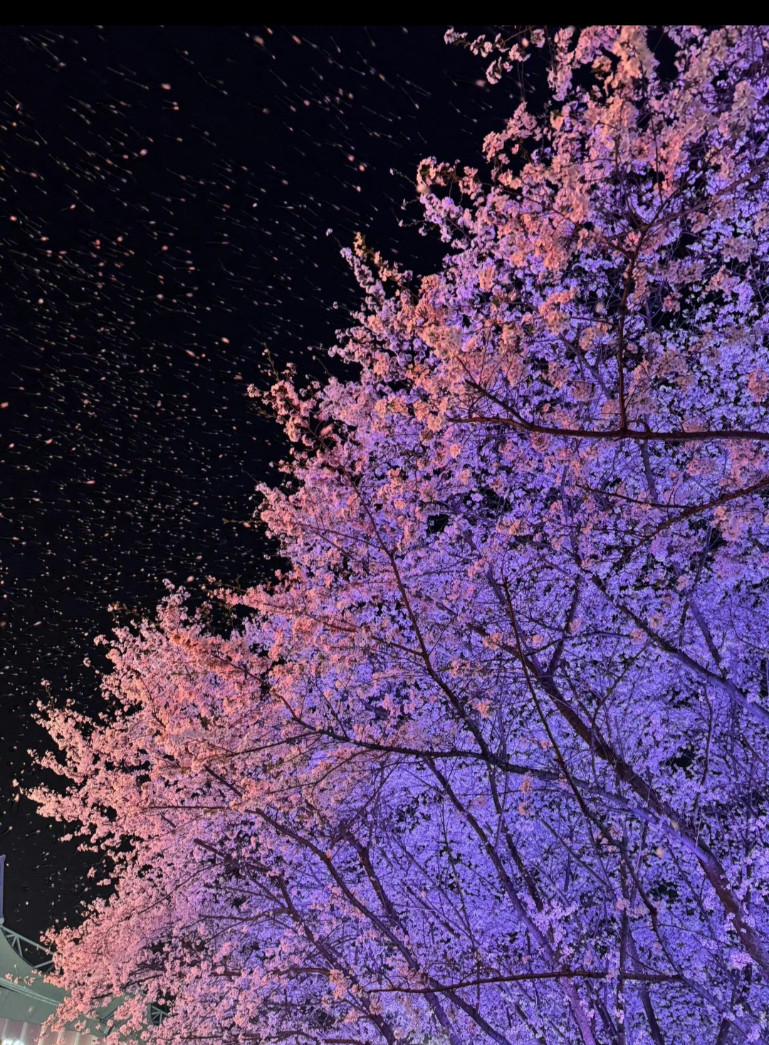 樱花簌簌飘落,那场景美到宛如一幅天然画卷