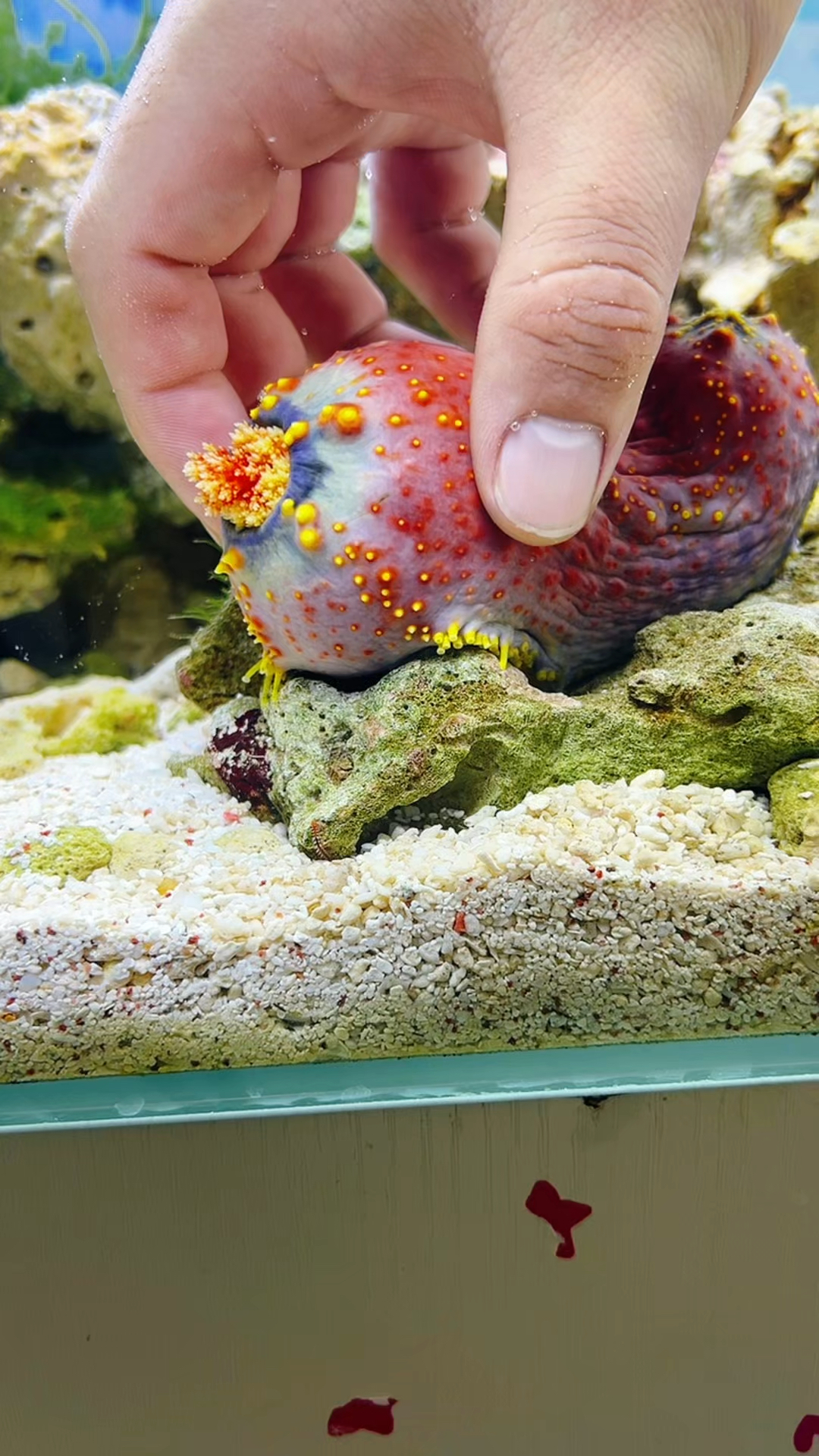 海苹果是一种海参生物