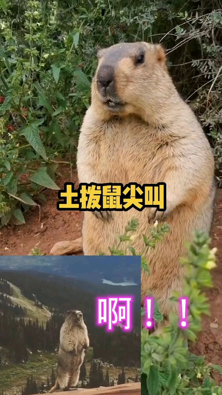 土拨鼠尖叫声听过吗